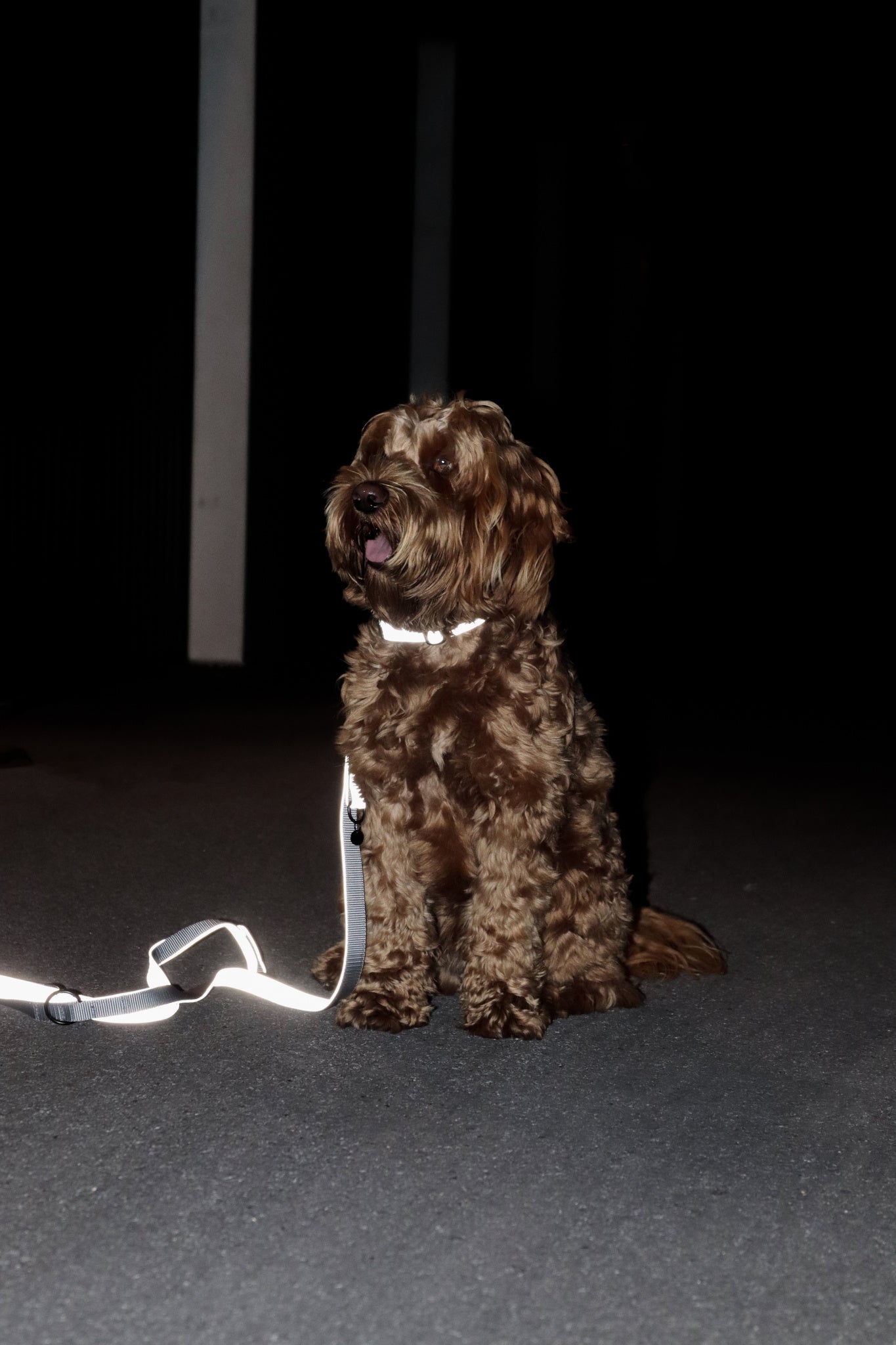 Kentucky Reflective Dog Lead 2m