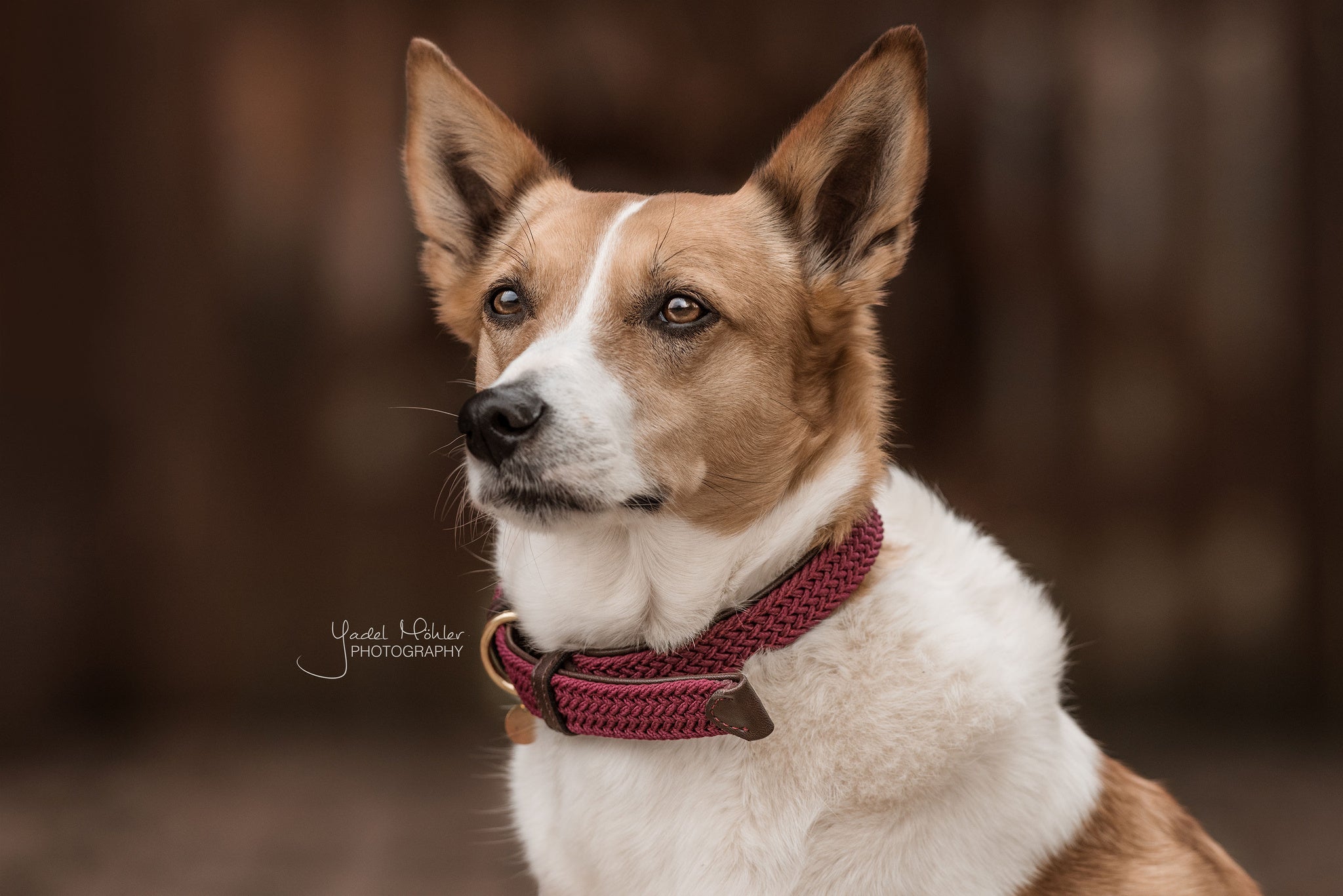 The Kentucky Plaited Nylon Dog Collar is made of artificial leather on the back and the buckle / end (100% animal and vegan friendly) and has a nylon braided design on the face. The dog collar features a gold buckle and ring to attach to the matching Kentucky Plaited Nylon Dog Lead. The small hanger with Kentucky Dog Paw logo can be engraved with your dog&