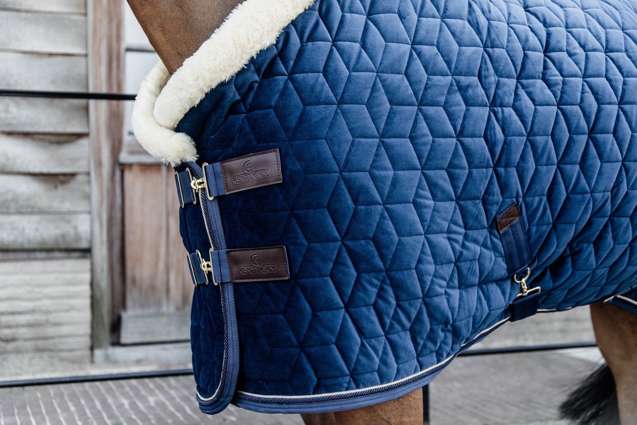 Kentucky Blue Velvet Show Rug