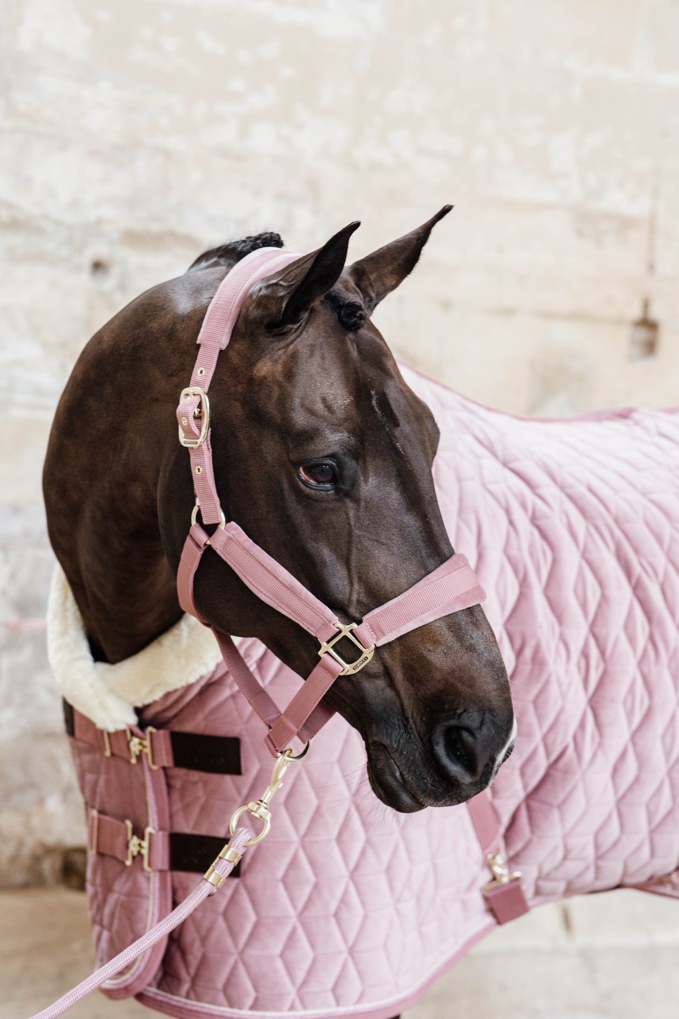 Kentucky Pink Velvet Show Rug