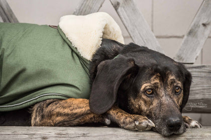 The Kentucky Green Waterproof Dog Coat offers every dog a dry, warm rug during the cold and wet winter days. Filled with a warming 160g and also featuring an artificial faux fur lining for extra comfort. This also creates tiny air pockets that trap and retain the body heat of the dog.
