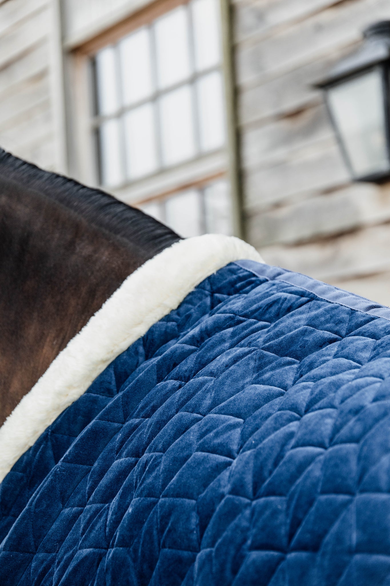 Kentucky Blue Velvet Show Rug