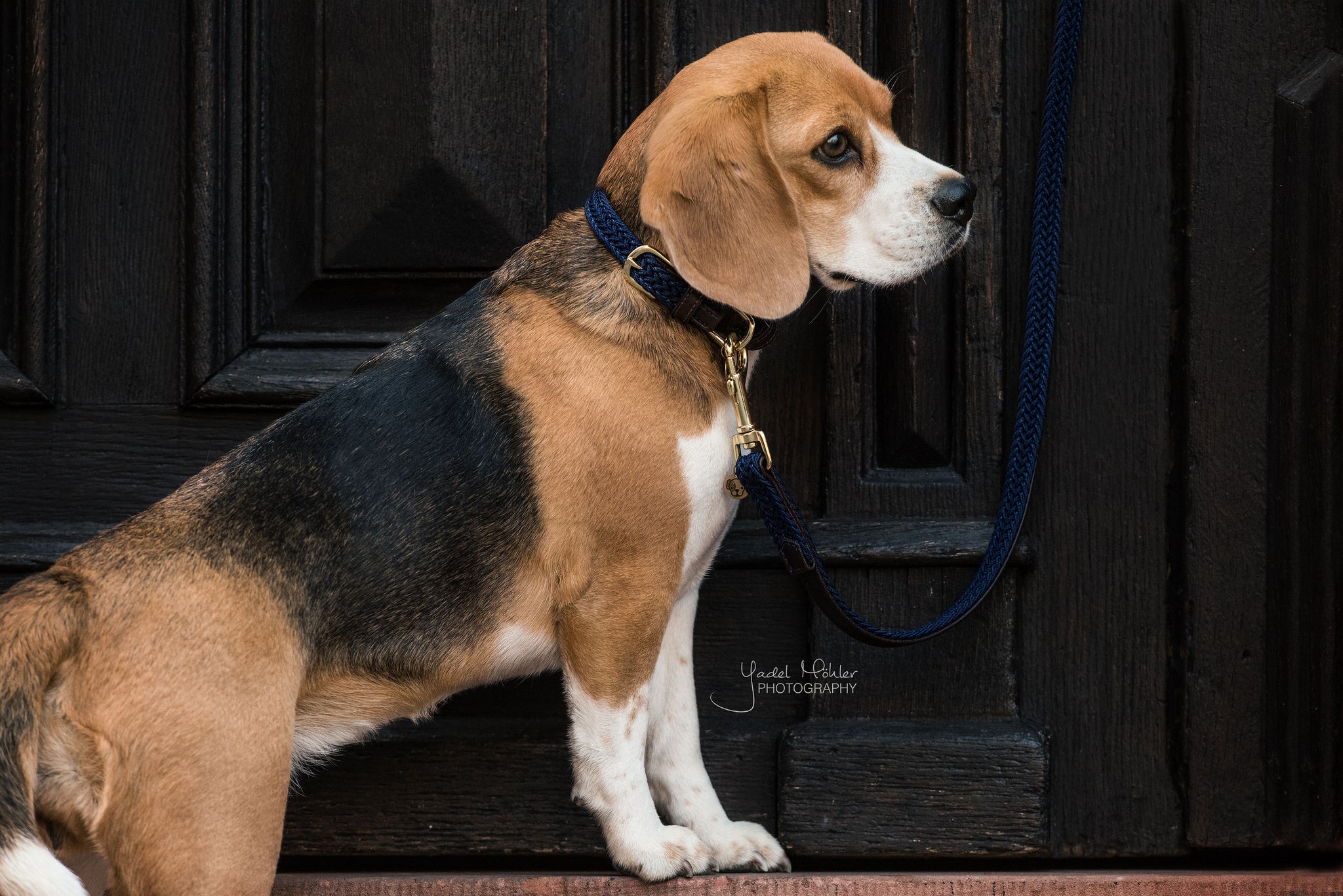 The Kentucky Plaited Nylon Dog lead is made of artificial leather on the back and the buckle / end (100% animal and vegan friendly) and has a nylon braided design on the face.
