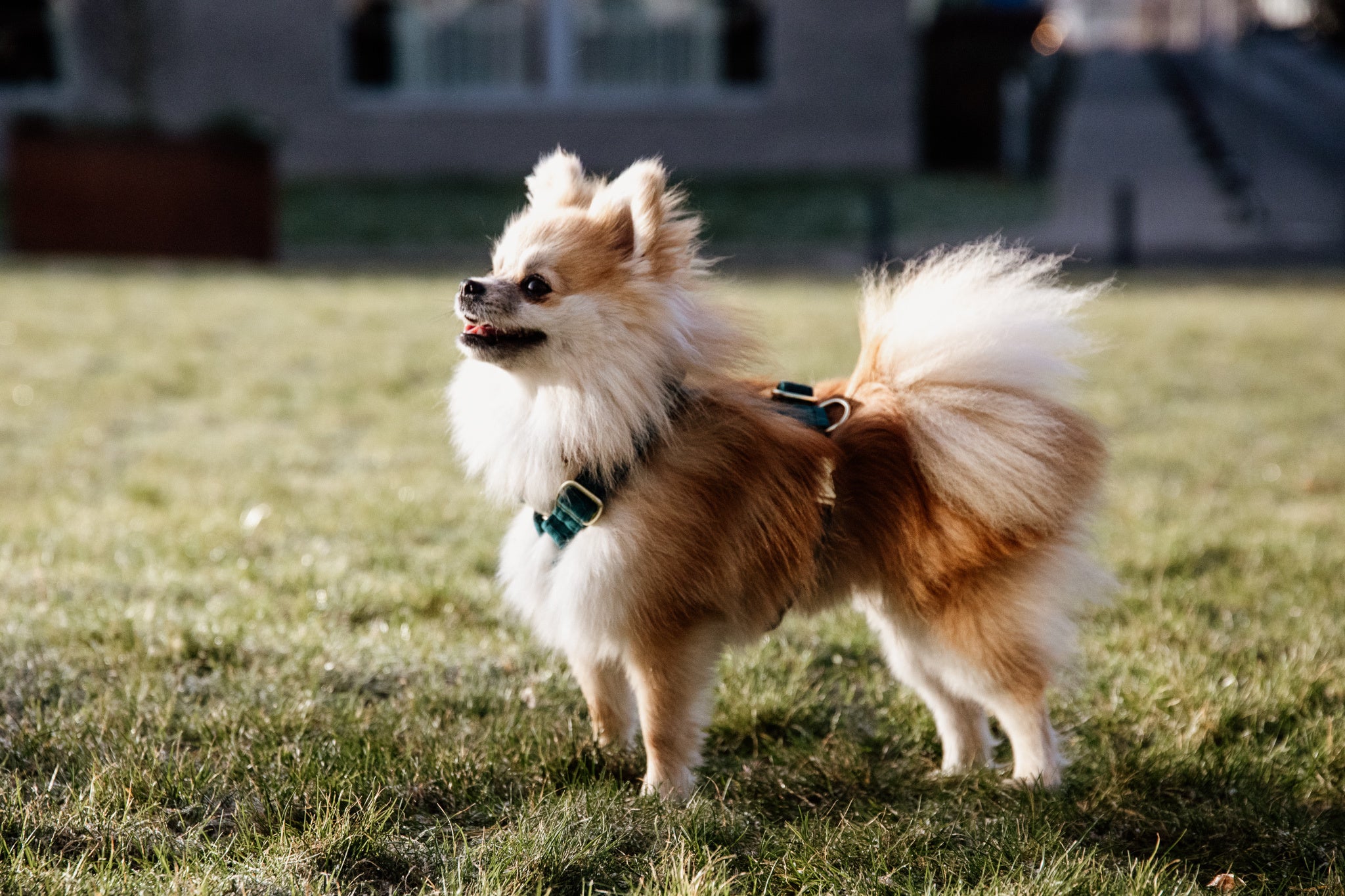 Kentucky Velvet Emerald Dog Harness
