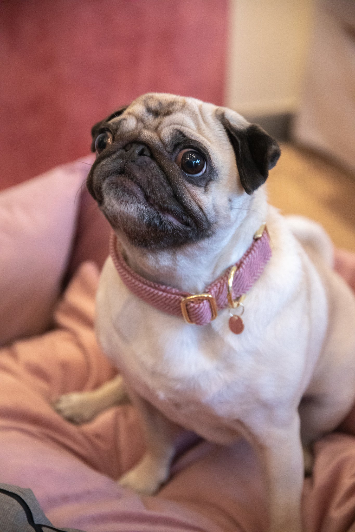 This Kentucky Dog Collar Wool will give your dog a sophisticated look in any circumstances! The diagonal stipe fabric on the outside gives it a wool like aspect, without using any animal ingredient. On the inside, the collar is reinforced with nylon to assure comfort and extra strength.