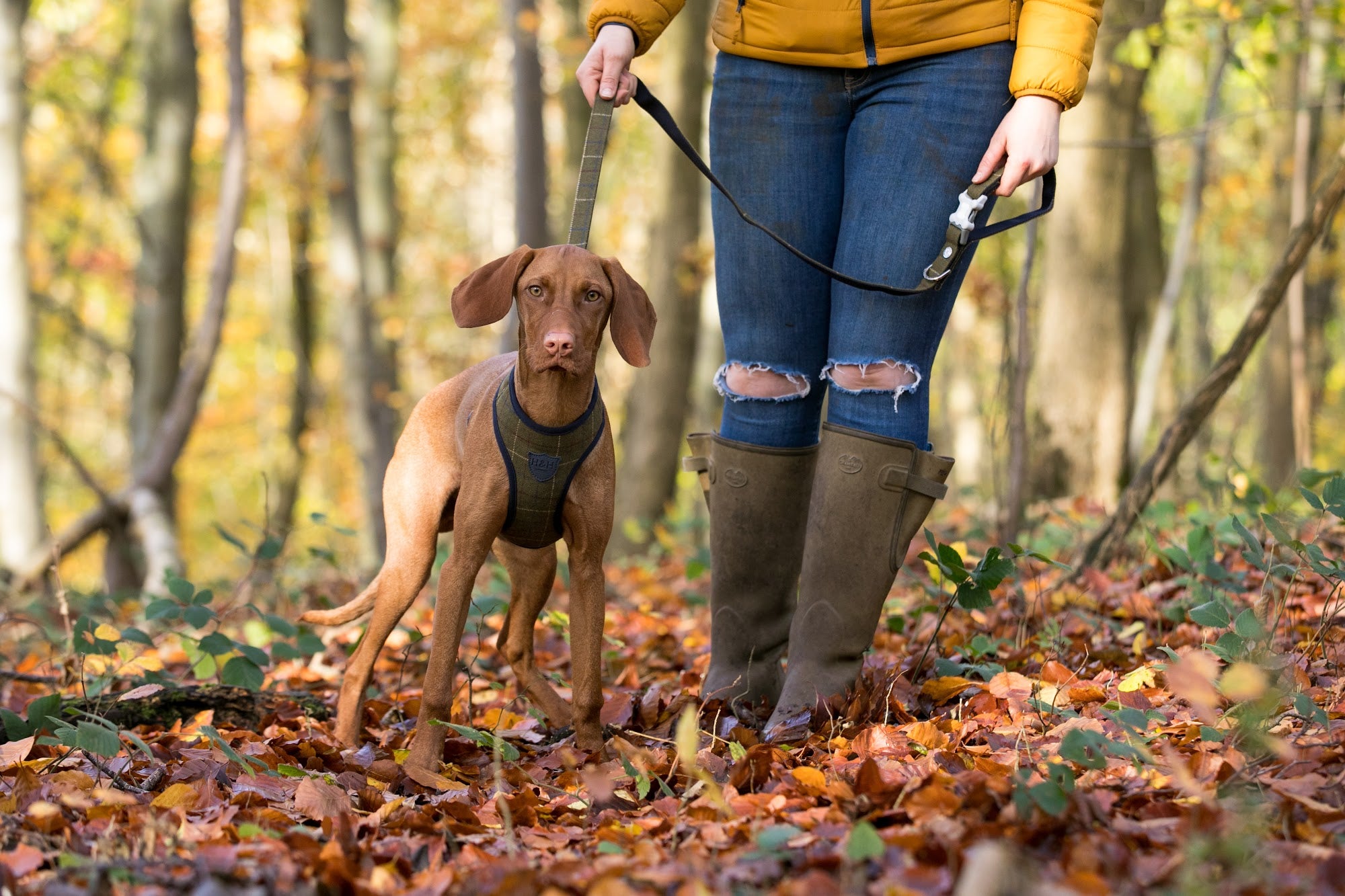 Hugo and Hudson Dark Green Tweed Harness The green dog harnesses are designed to help prevent your dog from pulling, whilst reducing pressure on their neck. The harness is designed so your dog will look and feel great, with four different sizes, that are adjustable , are available to get the perfect fit.