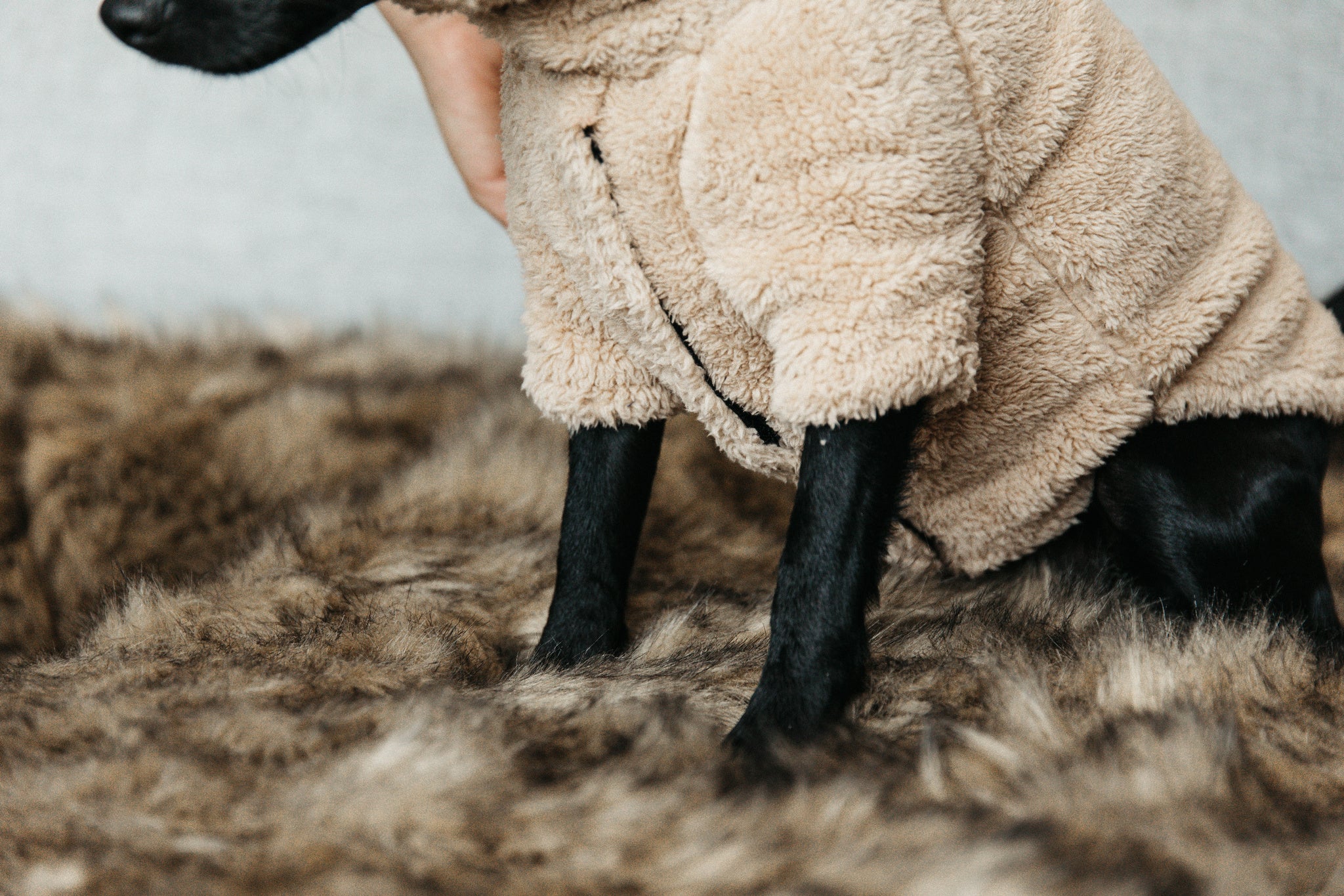 The Kentucky Dogwear Teddy Fleece is made from an extremely soft, comfortable fleeces that your dog will love! Your dog has fully freedom of movement and is ready to face the winter chill in this coat. Thanks to the warm comfortable fleece, this jumper is perfect dog jumper will protect your dog from the cold. The sweater has a very elegant cut which protects the forelegs, the chest as well as the front part of the body. Your dog will therefore be warm whilst still being able to run freely.