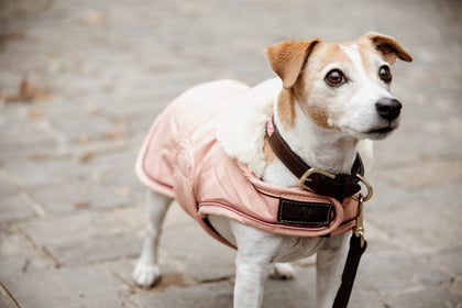 The Kentucky Coral Waterproof Dog Coat offers every dog a dry, warm rug during the cold and wet winter days. Filled with a warming 160g and also featuring an artificial faux fur lining for extra comfort. This also creates tiny air pockets that trap and retain the body heat of the dog.