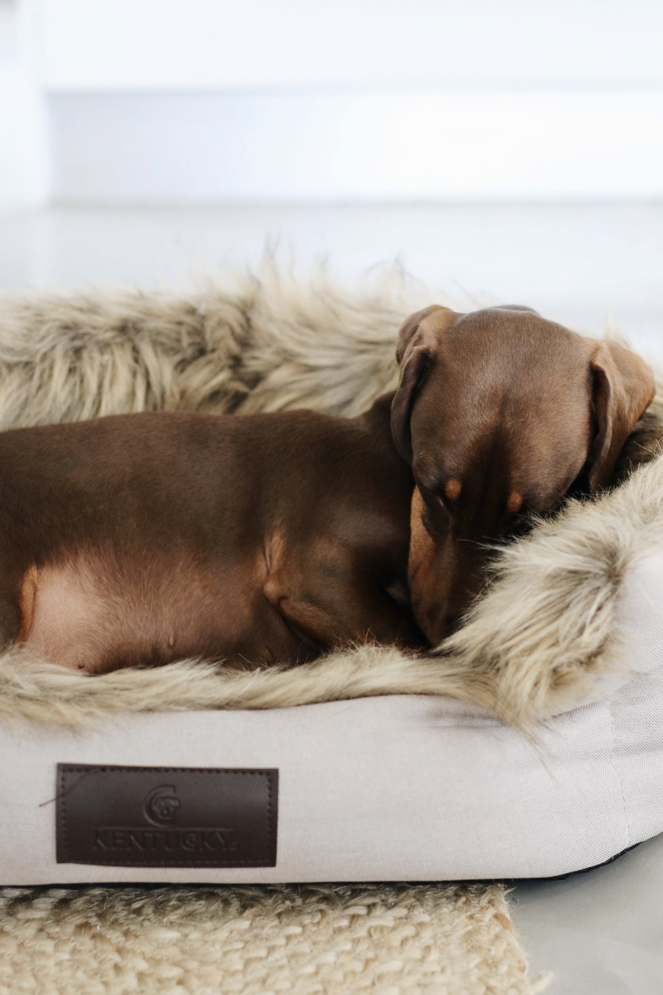 The Kentucky Dog Bed Cave will make your dog feel very cozy and spoiled. Made of comfortable and super soft racoon faux fur on the inside, this bed will ensure your dog feels snug when curling up for a snooze.
