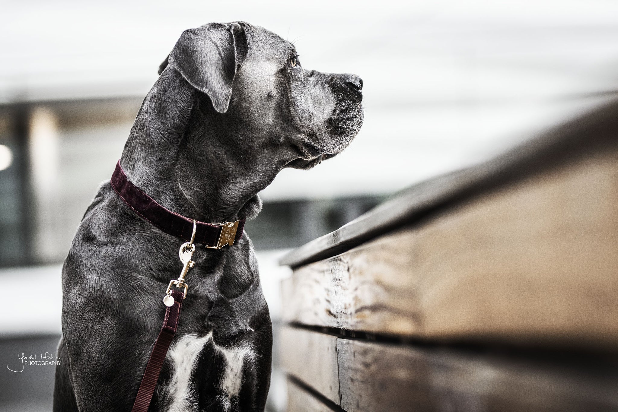 The Kentucky Corduroy lead. Give your dog the luxury it deserves. The lead is made from a super soft baby cord and lined with nylon for extra strength and durability. The lead features the gold Kentucky logo clasp and gold dog tag to engrave your details.