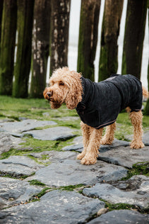 The Kentucky Dog Coat Towel comes very handy to dry your dog after a bath or a rainy walk. The dog cot is made of 100% microfiber polyester which helps absorb humidity faster. This coat features three hook and loop closures for the neck, belly, and front.