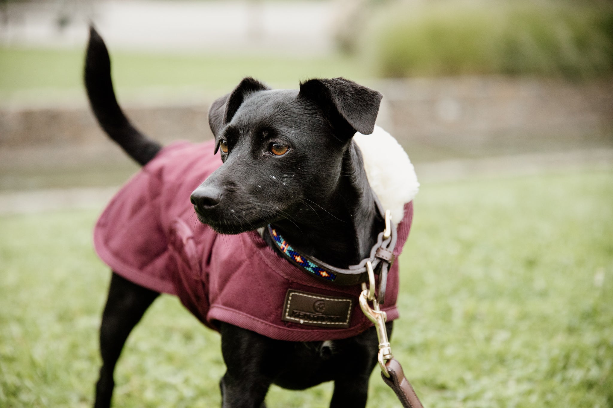The Kentucky outstanding Dog Coat was made to match the new line of horse rugs. It has a filling of 160gand features an artificial rabbit skin lining for extra comfort which creates tiny air pockets that trap and retain the body heat of the dog. The soft lining also polishes the dog’s hairs and the artificial sheepskin on the neck offers comfort and warmth.