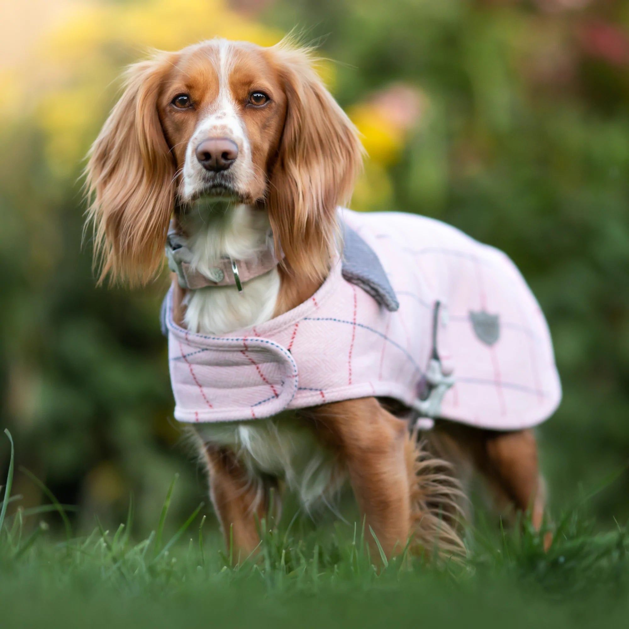 The tweed dog coat by Hugo and Hudson is available in pink and dark green. It’s fleece lined but still light and breathable. Fastened with a Velcro strap round the chest and an adjustable buckle strap round the belly.