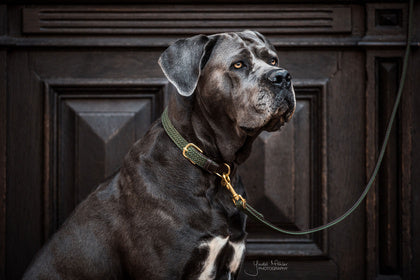 The Kentucky Plaited Nylon Dog Collar is made of artificial leather on the back and the buckle / end (100% animal and vegan friendly) and has a nylon braided design on the face. The dog collar features a gold buckle and ring to attach to the matching Kentucky Plaited Nylon Dog Lead. The small hanger with Kentucky Dog Paw logo can be engraved with your dog&