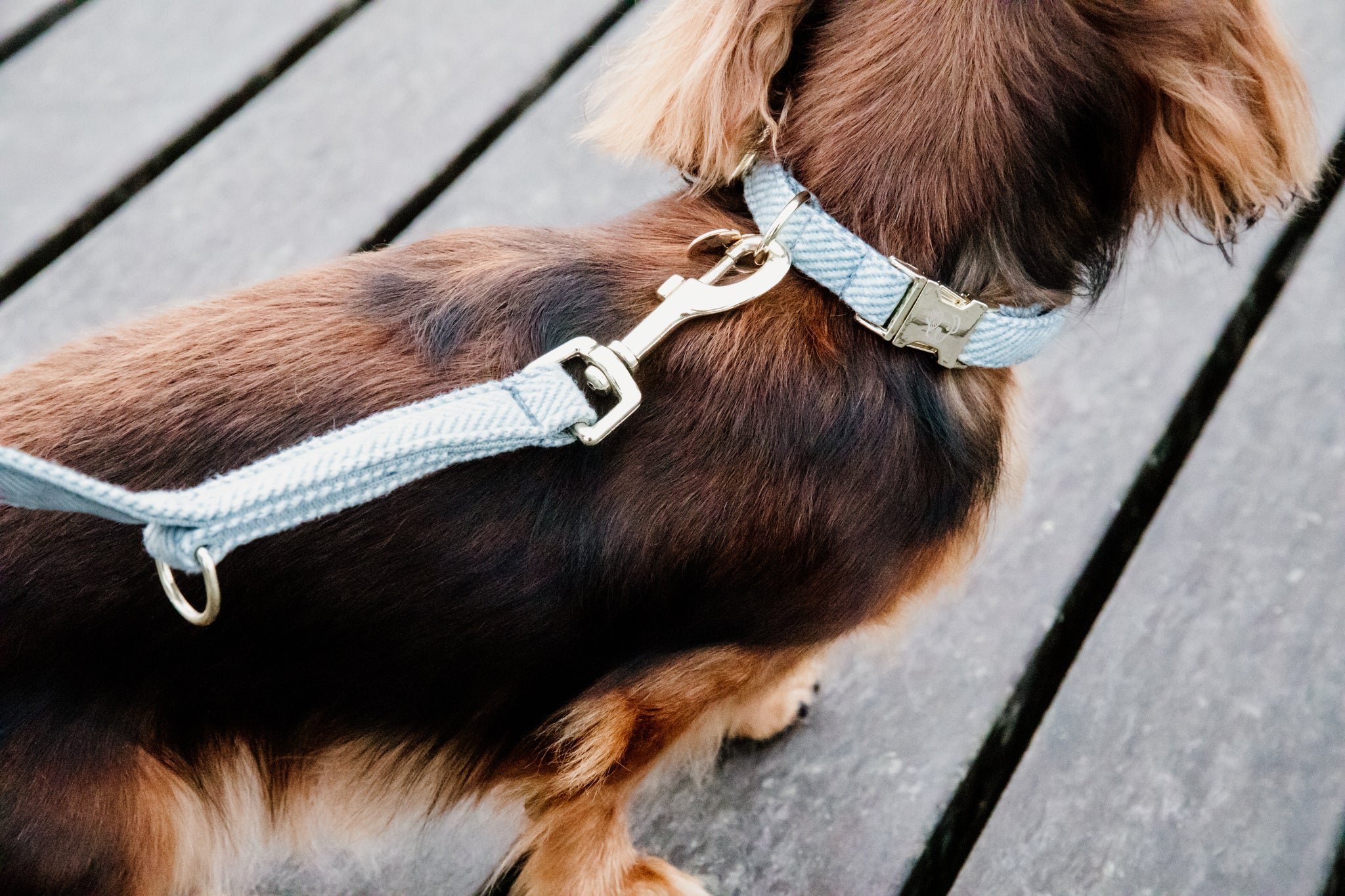 Kentucky Wool Dog Collar