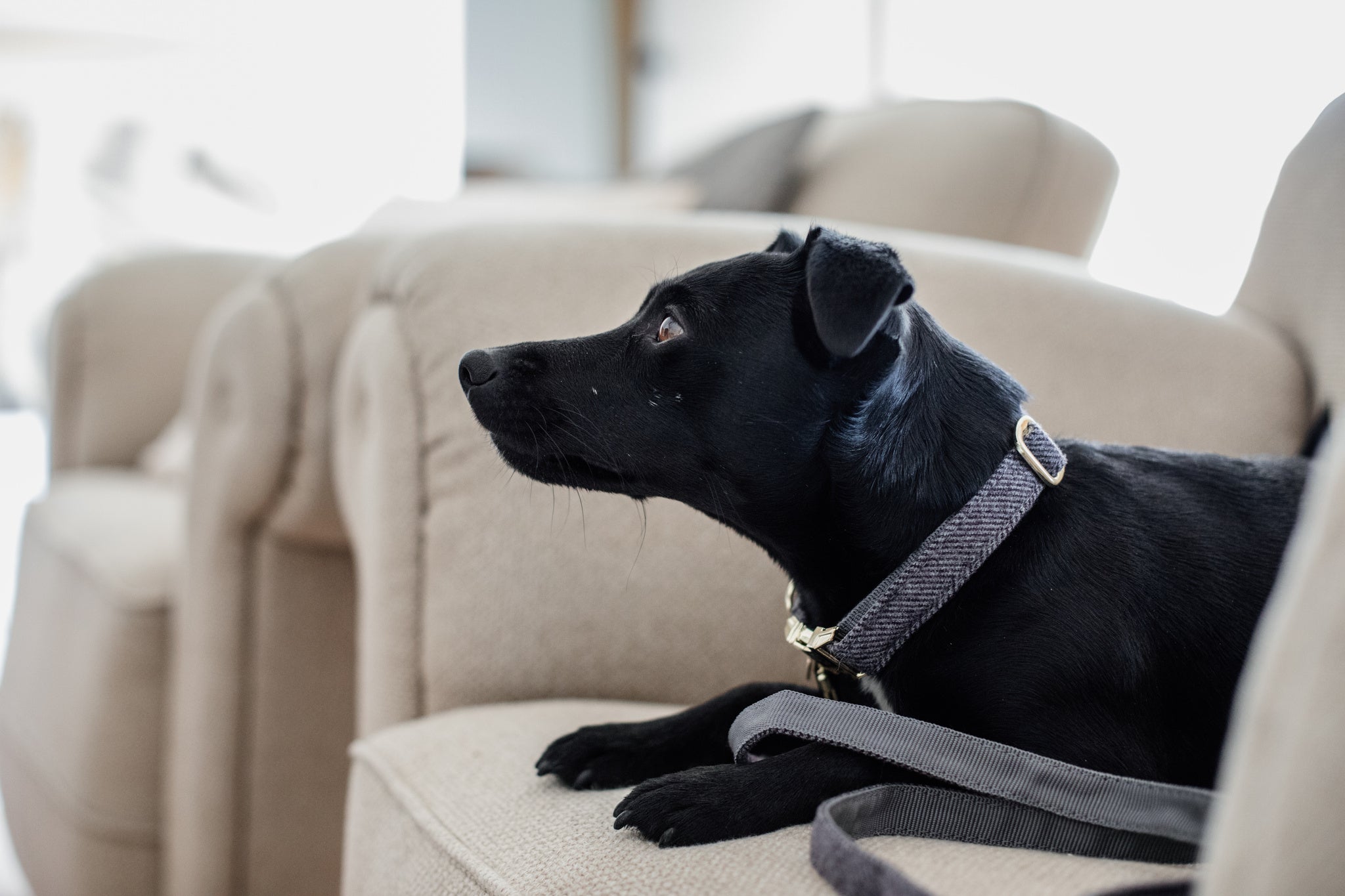 This Kentucky Dog Collar Wool will give your dog a sophisticated look in any circumstances! The diagonal stipe fabric on the outside gives it a wool like aspect, without using any animal ingredient. On the inside, the collar is reinforced with nylon to assure comfort and extra strength.