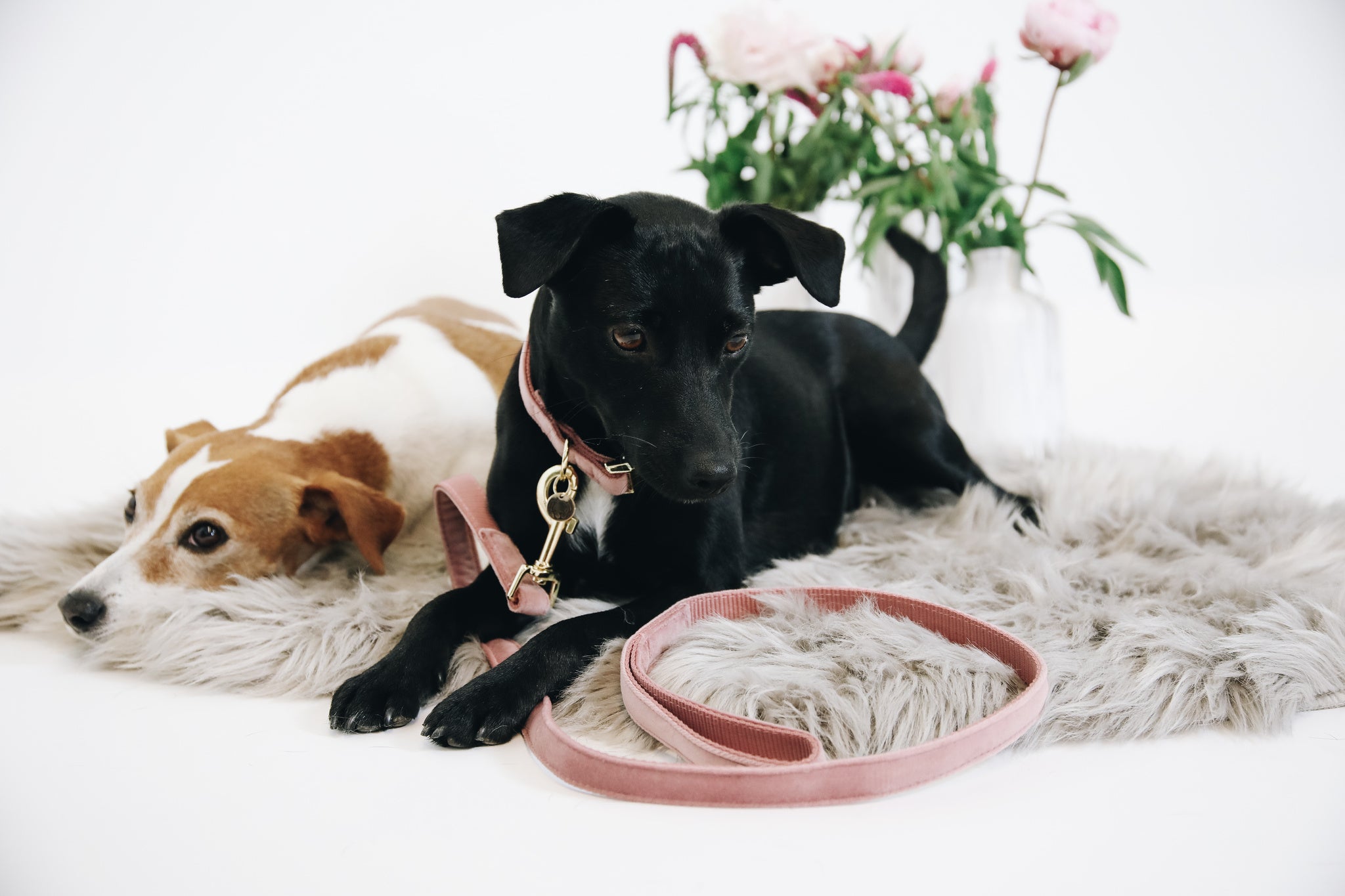 The Kentucky Velvet dog lead is made from a luxury soft yet durable velvet. The lead is lined with nylon for added strength. Self handle and gold clip for attachment to collar.