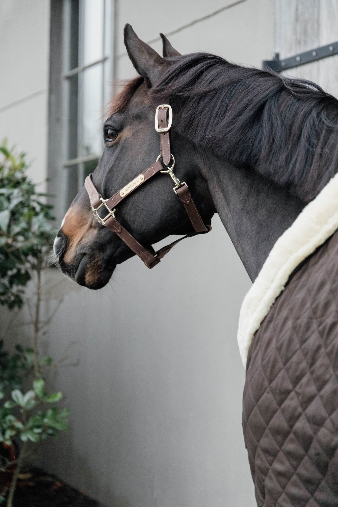 The Show Rug is one of Kentucky’s most iconic products. The rug was designed to have an easy and comfortable rug on competitions. Therefore, the rug is easily adjustable to the needs of your horse. The sophisticated look of the show rug will catch everyone’s eyes at competitions. As the Show Rug also serves as a stable rug, you can unload your horse without worrying about changing rugs.