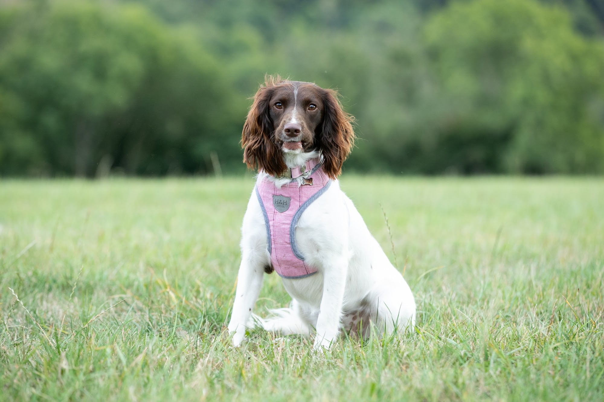 Hugo and Hudson Pink Tweed Harness The pink dog harnesses are designed to help prevent your dog from pulling, whilst reducing pressure on their neck. The harness is designed so your dog will look and feel great, with four different sizes, that are adjustable , are available to get the perfect fit. Complete the pink checked set with the lead, collar and checked herringbone tweed jacket.