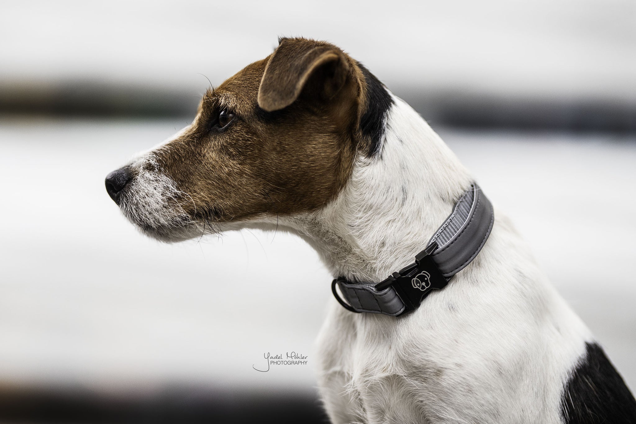 Ensure your dog maximum visibility and safety with the Kentucky Dog Collar Reflective! Strong and comfortable for your dog, this dog collar is 100% reflective while being classy and discrete. The Dog CollarReflective features a ring to attach our matching Dog Lead Reflective . The small hanger with Kentucky Dog Paw logo can be engraved with your details.