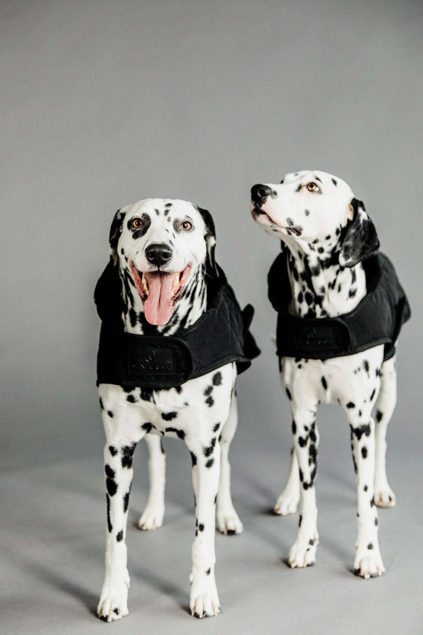 The Kentucky outstanding Dog Coat was made to match the new line of horse rugs. It has a filling of 160gand features an artificial rabbit skin lining for extra comfort which creates tiny air pockets that trap and retain the body heat of the dog. The soft lining also polishes the dog’s hairs and the artificial sheepskin on the neck offers comfort and warmth.