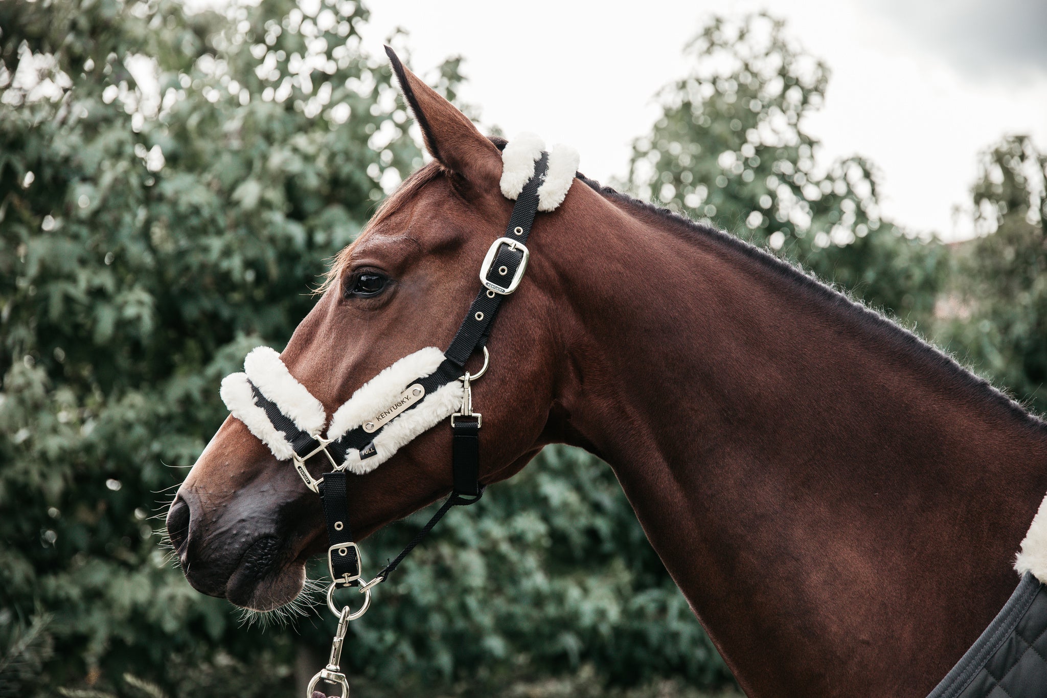 Nylon Sheepskin Halter with artificial sheepskin is for daily use. The halter is made of verystrong nylon in combination with our new artificial sheepskin which is attached directly onto the nylon.