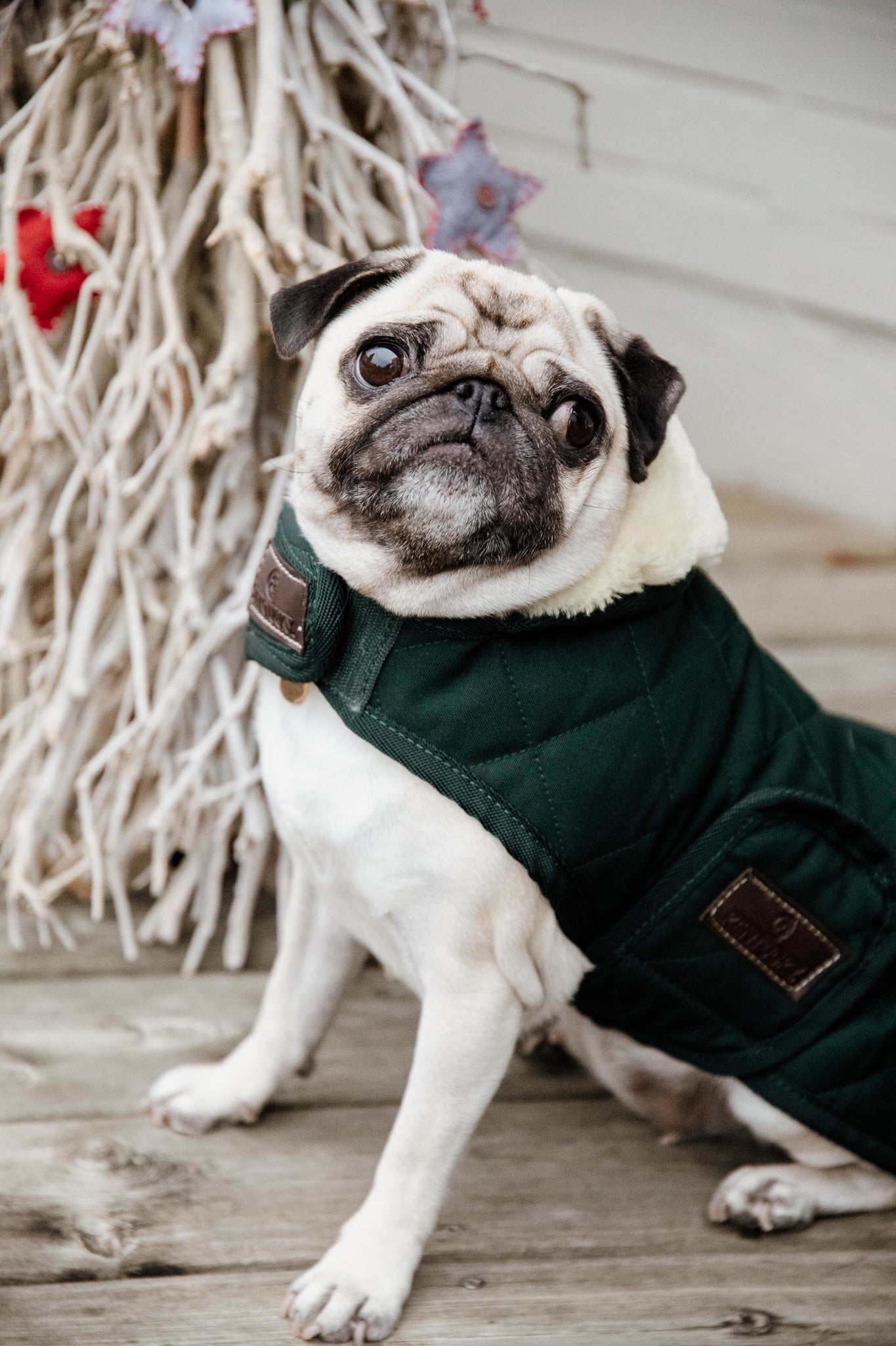 The Kentucky outstanding Dog Coat was made to match the new line of horse rugs. It has a filling of 160gand features an artificial rabbit skin lining for extra comfort which creates tiny air pockets that trap and retain the body heat of the dog. The soft lining also polishes the dog’s hairs and the artificial sheepskin on the neck offers comfort and warmth.