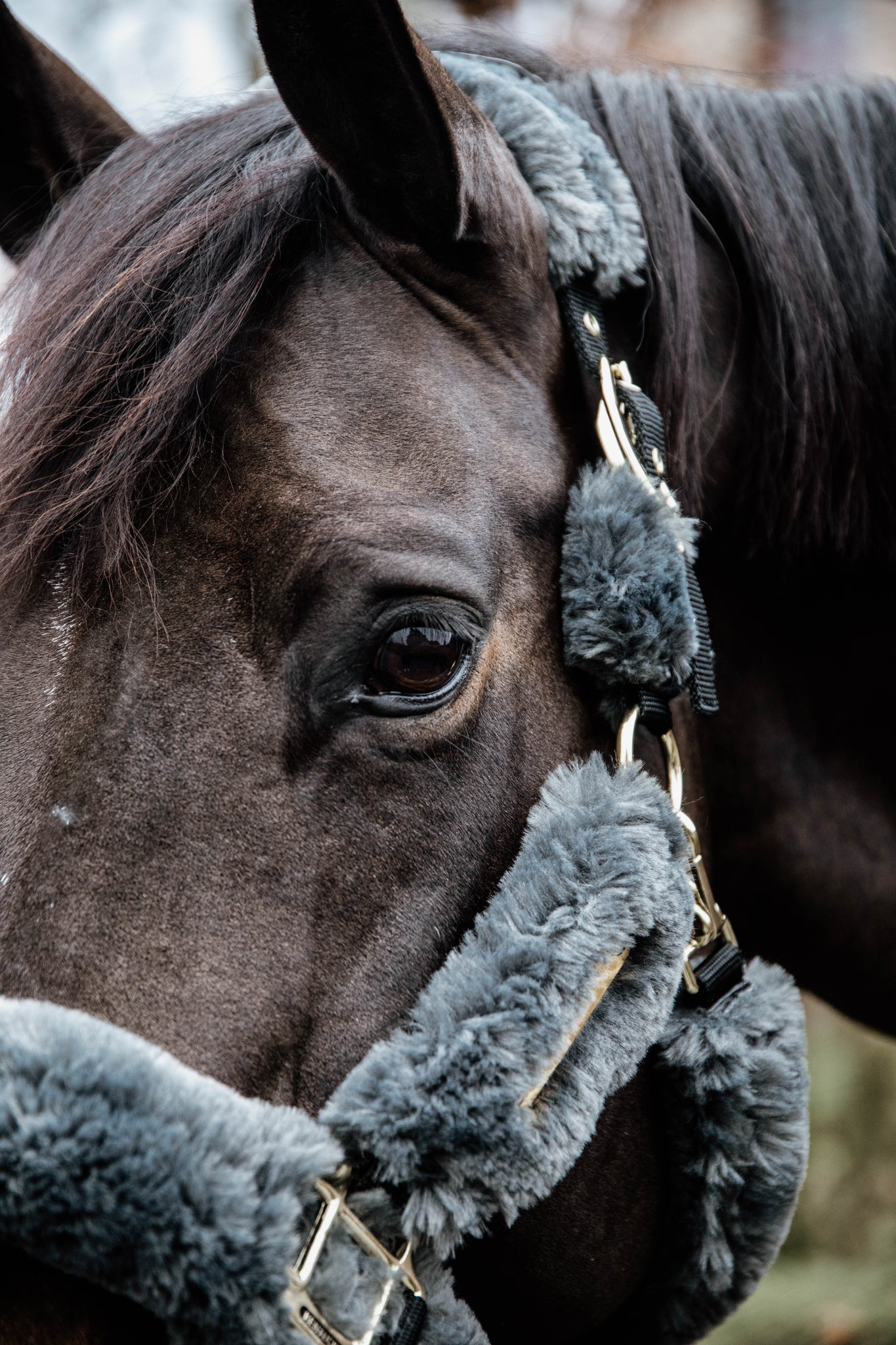 The Kentucky Horsewear Sheepskin Shipping Halter is an extremely soft and comfortable halter mainly used during transportation.