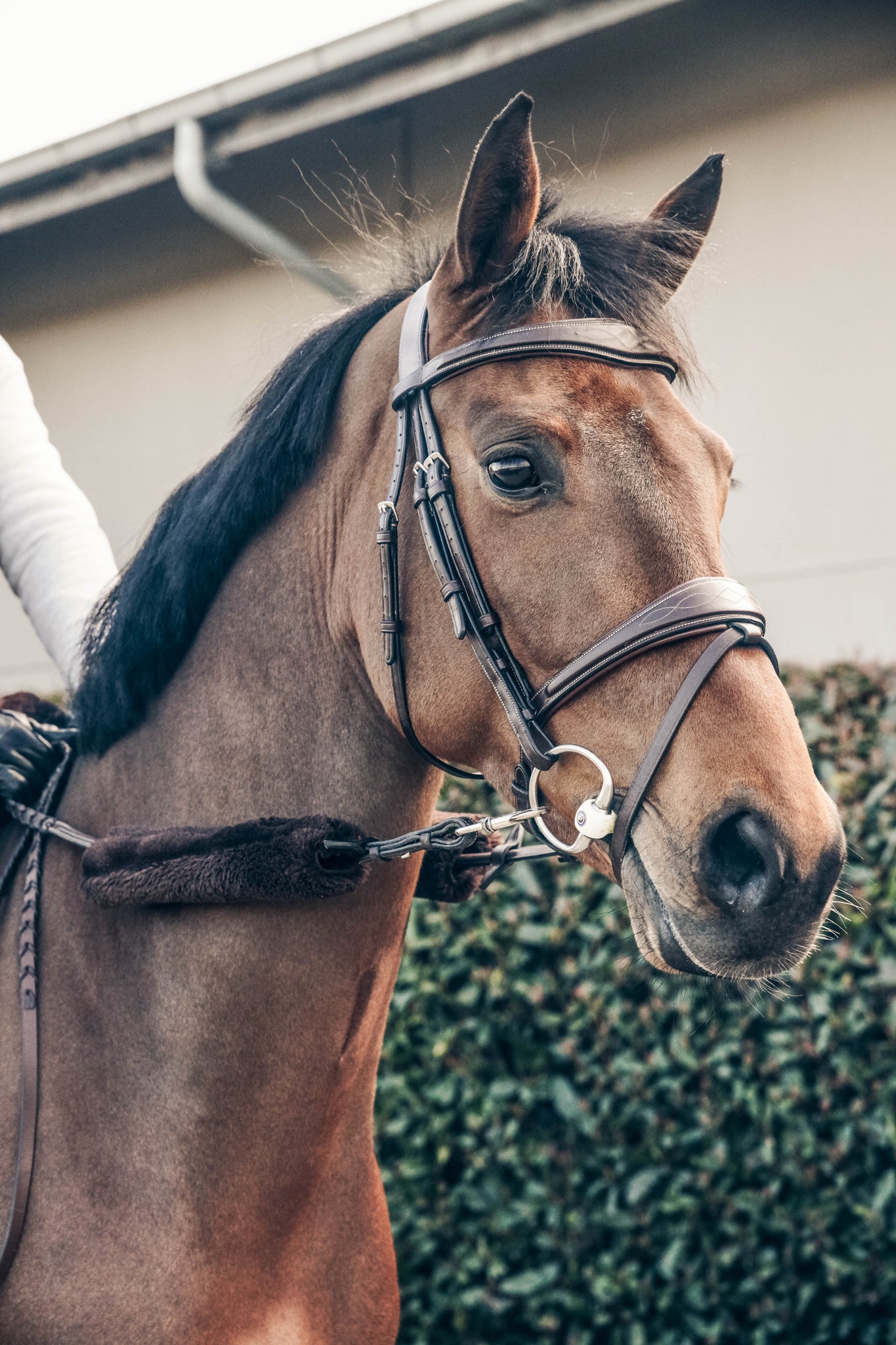 Kentucky Sheepskin Nose Band Cover