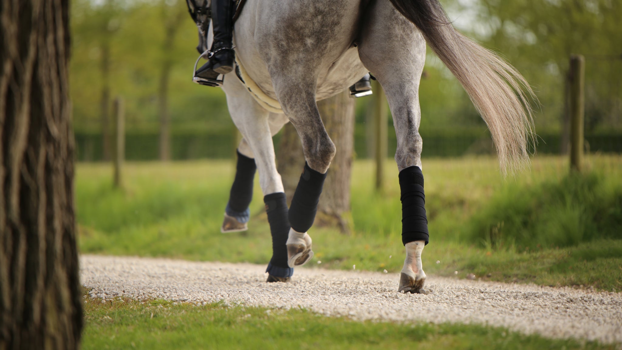 The Kentucky Working Bandage Pads Absorb keep the legs dry and absorbs sweat as well as impacts. Thanks to the breathable fabric, these pads offer better air circulation to prevent over-heating. They don’t slip down and have great cushioning against the skin. They can be used with stable bandages but also as a medical dressing. Sold in a set of four and easy care, they are specially made to sustain the washing machine at 30° (no dryer) 45 x 40 cm Navy