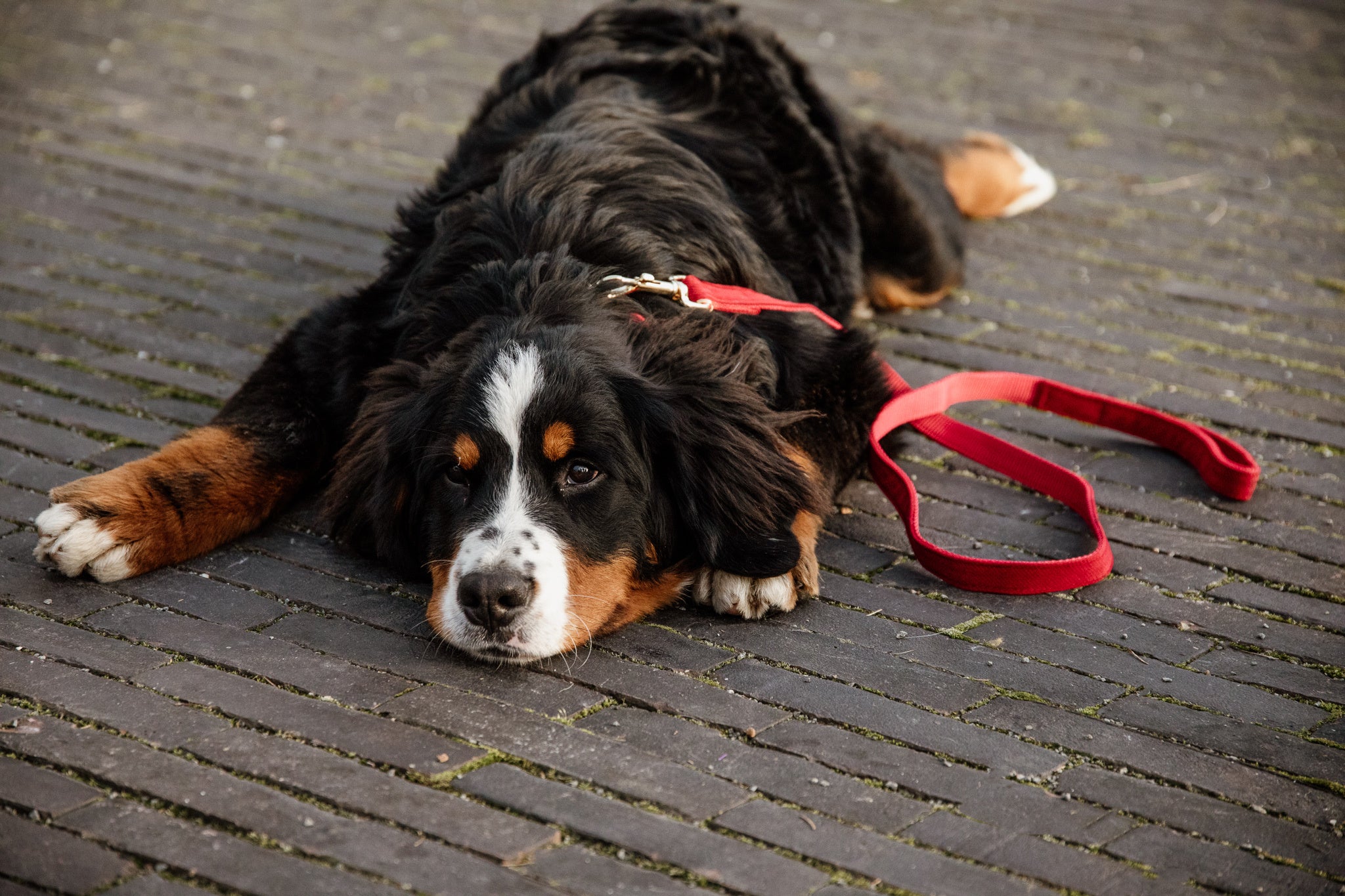 The Kentucky Corduroy lead. Give your dog the luxury it deserves. The lead is made from a super soft baby cord and lined with nylon for extra strength and durability. The lead features the gold Kentucky logo clasp and gold dog tag to engrave your details.