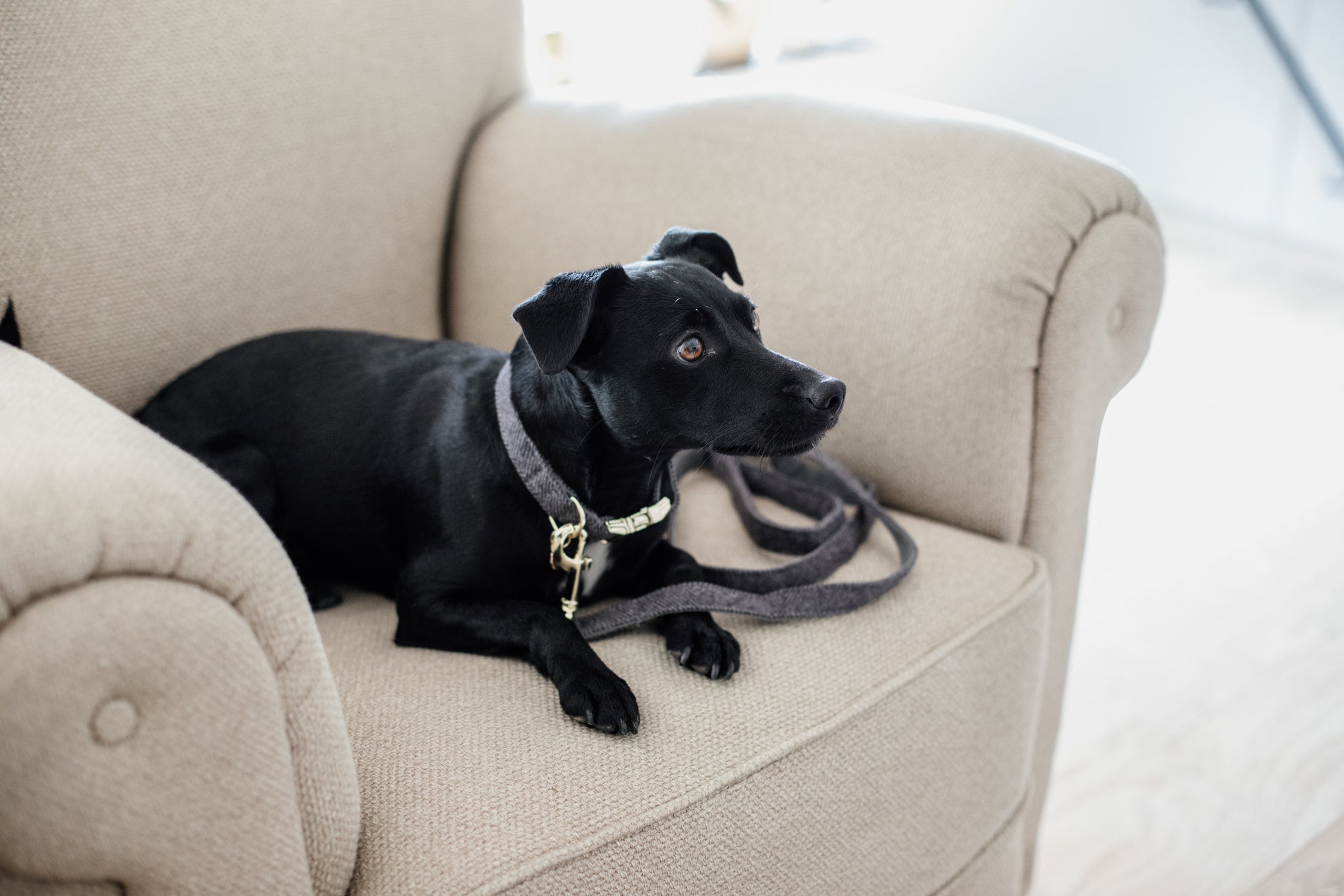 This Kentucky Dog Collar Wool will give your dog a sophisticated look in any circumstances! The diagonal stipe fabric on the outside gives it a wool like aspect, without using any animal ingredient. On the inside, the collar is reinforced with nylon to assure comfort and extra strength.