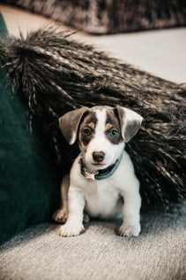 The Kentucky Velvet dog collar is extremely soft yet durable giving a touch of luxury for your dog. these collars are adjustable so great for a growing dog. The collar has a gold clip backless with the Kentucky dog logo and a gold tag for you to engrave. matching leads available.
