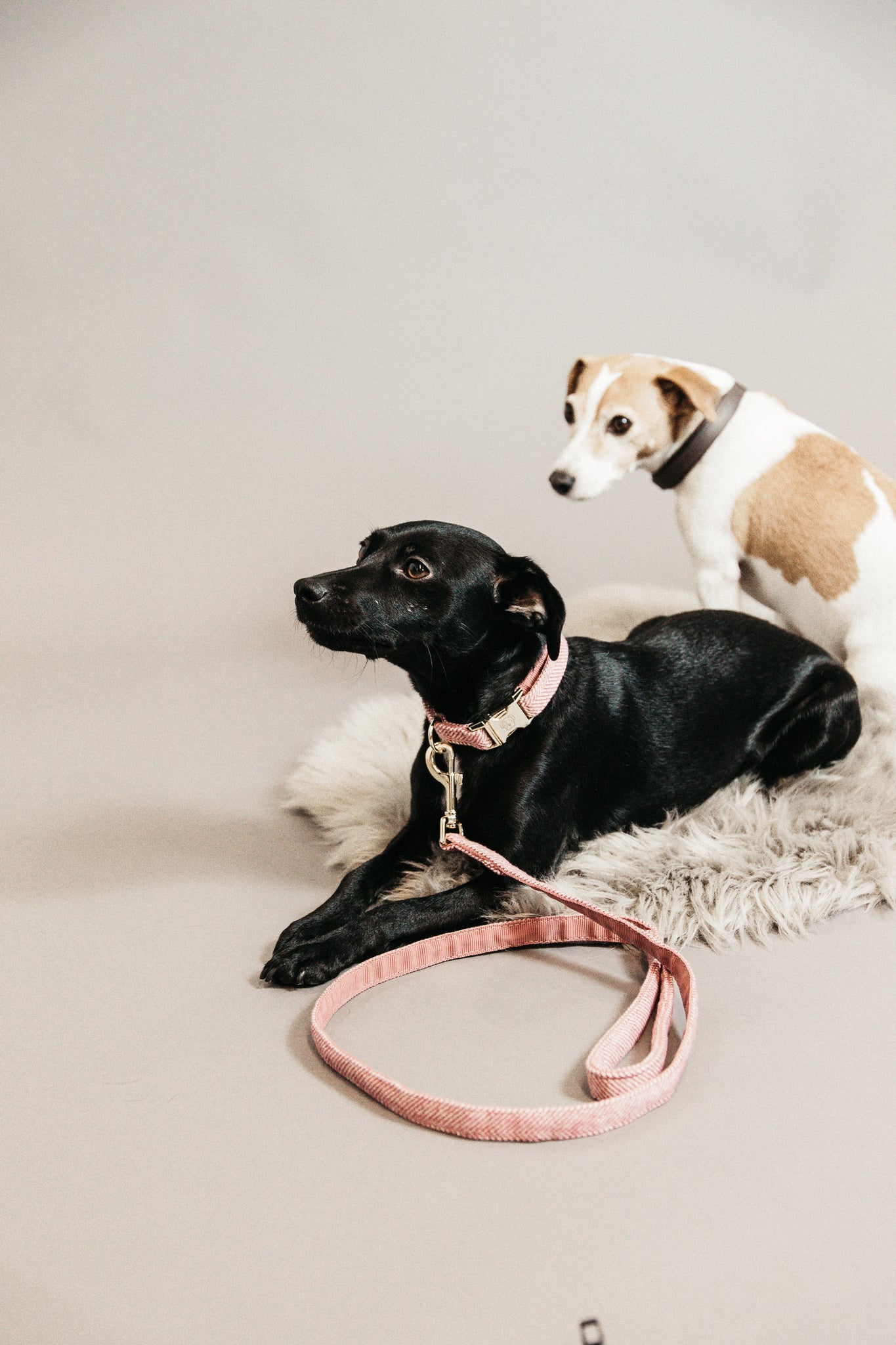 This Kentucky Dog Collar Wool will give your dog a sophisticated look in any circumstances! The diagonal stipe fabric on the outside gives it a wool like aspect, without using any animal ingredient. On the inside, the collar is reinforced with nylon to assure comfort and extra strength.