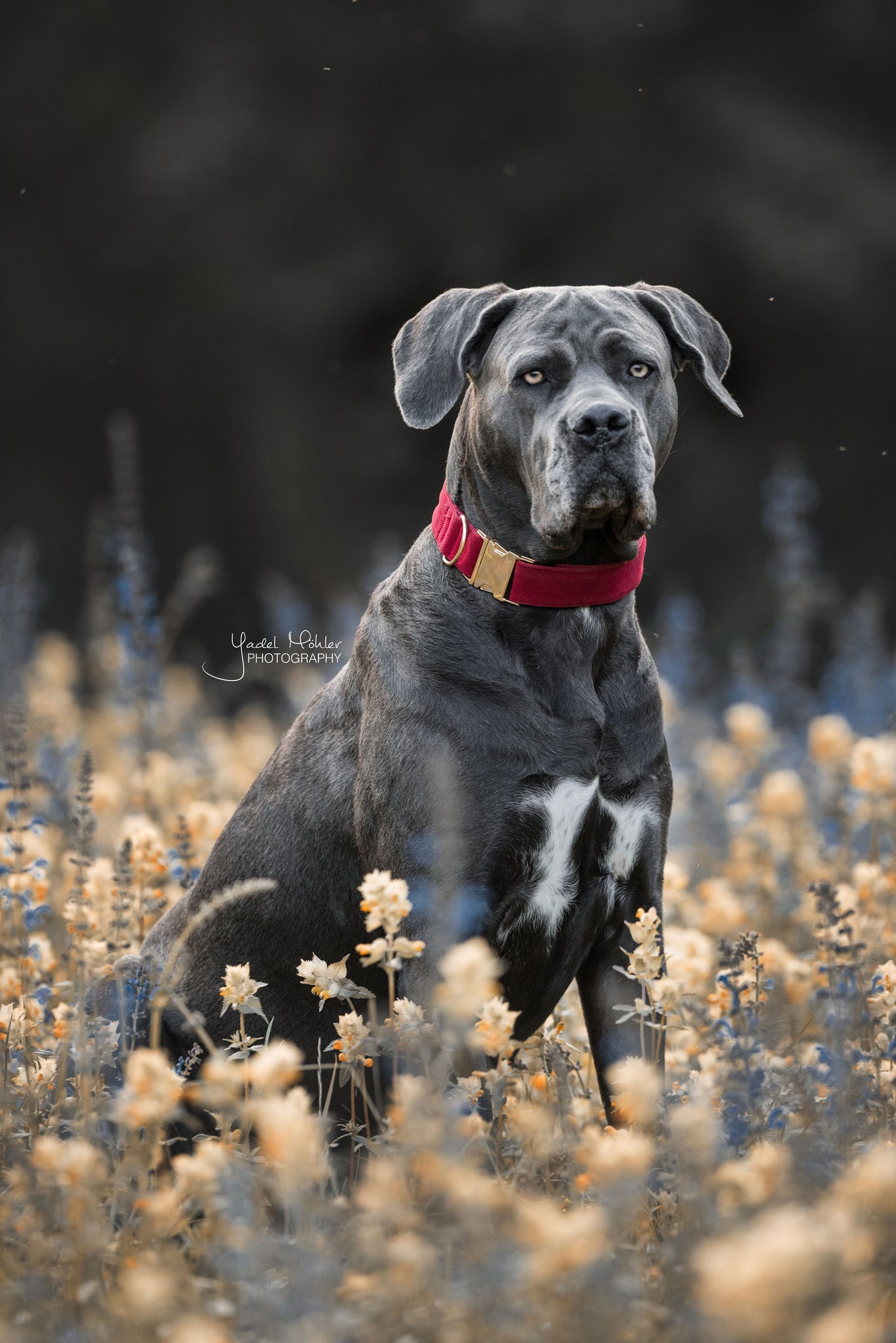 The Kentucky Corduroy collar give your dog the luxury it deserves. The is made from a super soft baby cord and lined with nylon for extra strength and durability. The collar is fully adjustable to meet your dogs needs, features the gold Kentucky logo clasp and gold dog tag to engrave your details. Matching lead available.