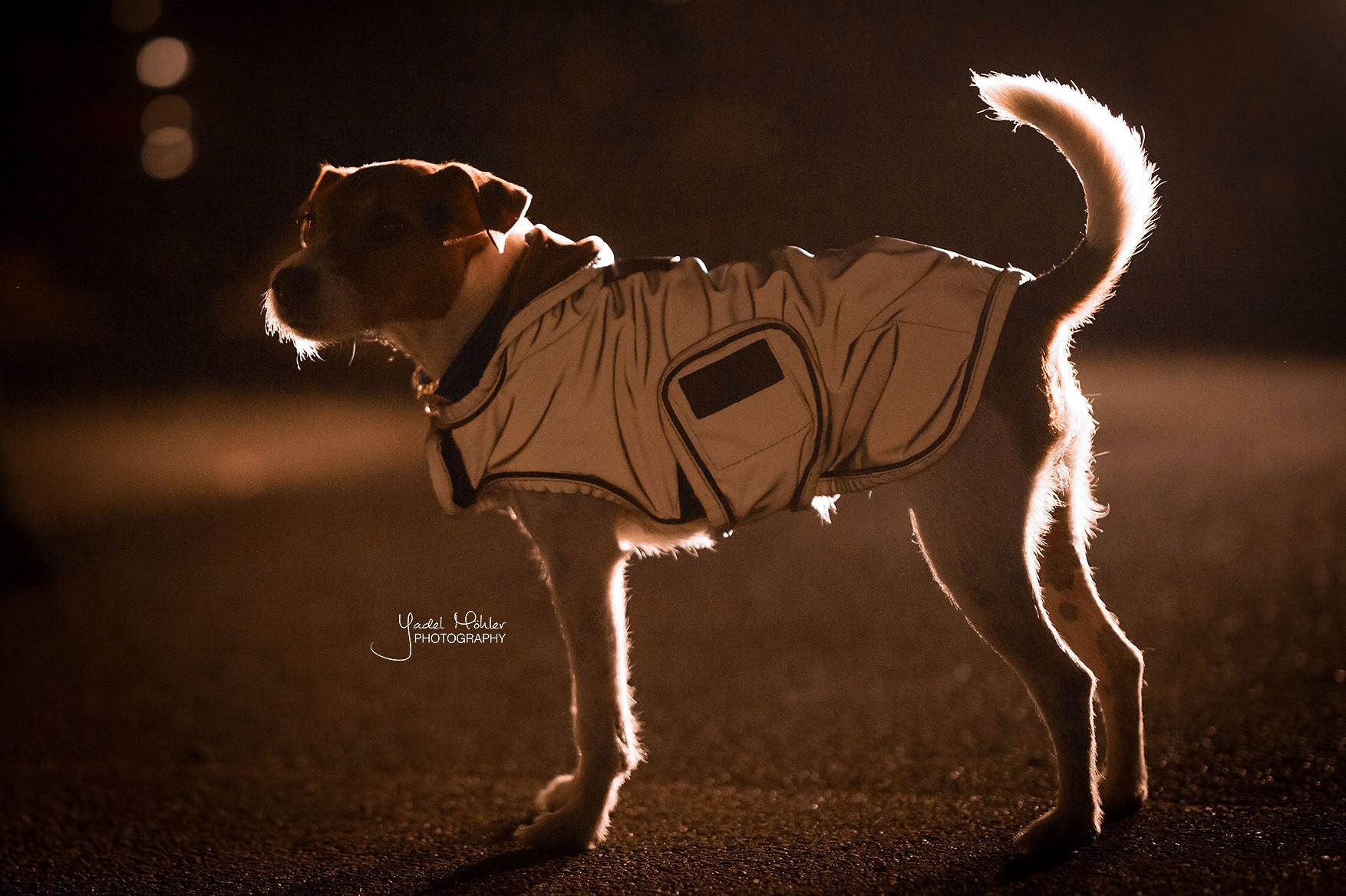 The Kentucky reflective dog coat. This coat is highly reflective and water repellant, sure to keep your dog safe and dry through the winter. You can fold the hood up or down for more protection if required. Underneath the hood is a hole for the dog lead. Fastened with two wide Velcro straps round the chest and under the stomach.