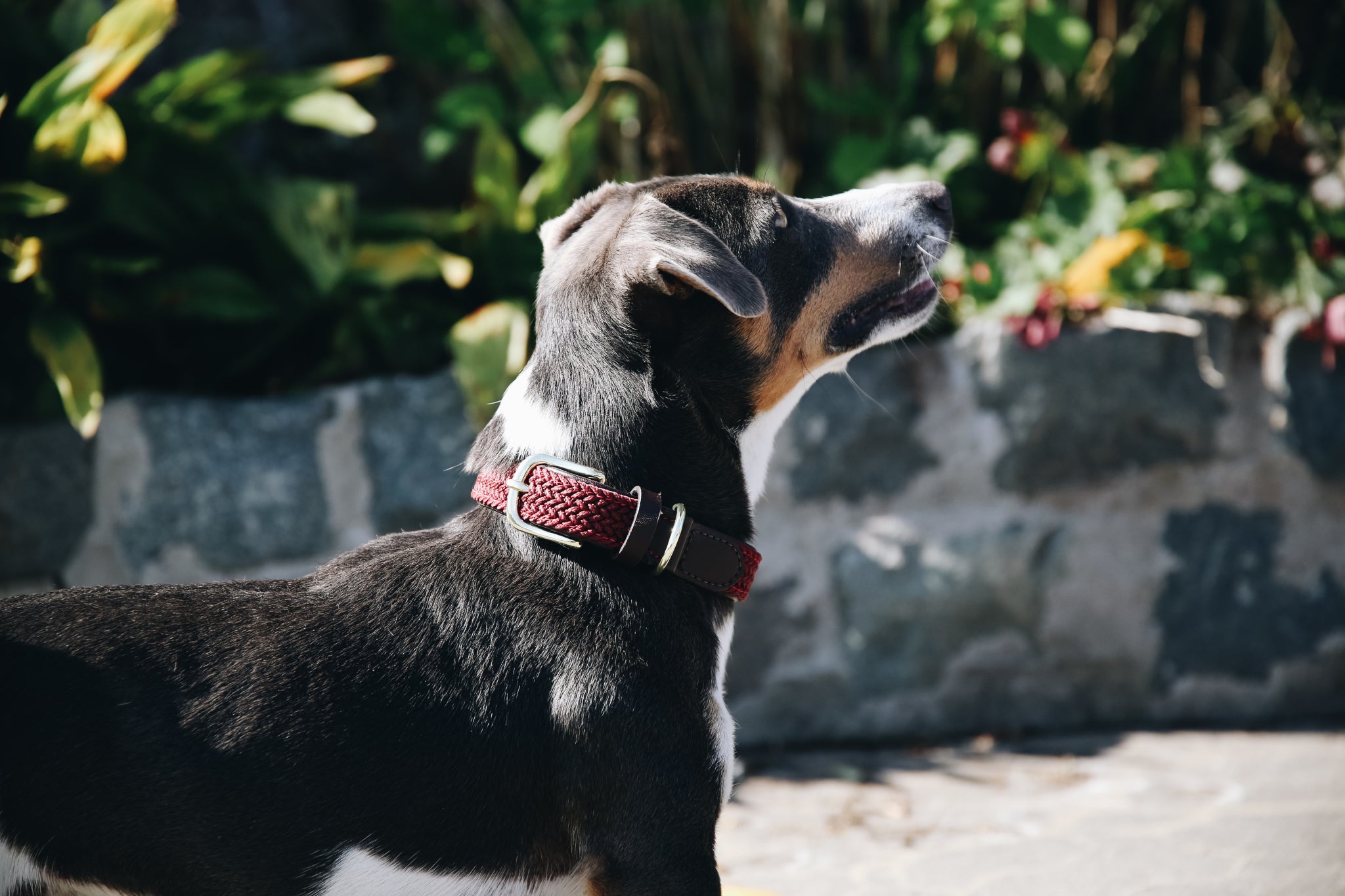 The Kentucky Plaited Nylon Dog Collar is made of artificial leather on the back and the buckle / end (100% animal and vegan friendly) and has a nylon braided design on the face. The dog collar features a gold buckle and ring to attach to the matching Kentucky Plaited Nylon Dog Lead. The small hanger with Kentucky Dog Paw logo can be engraved with your dog&