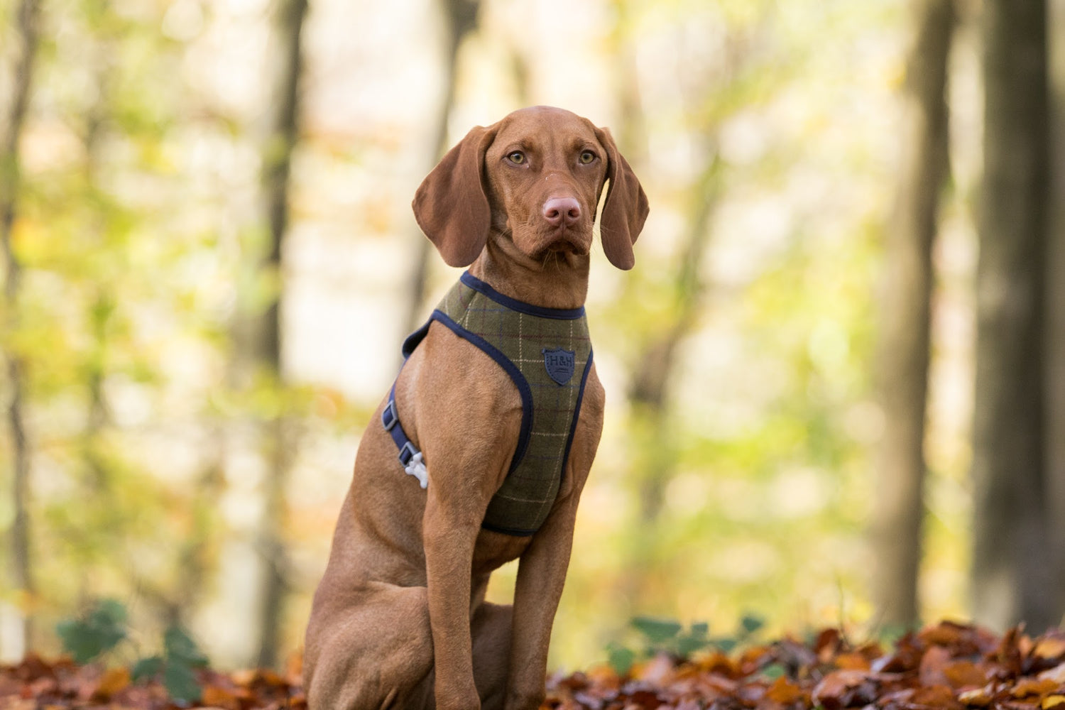 Hugo and Hudson Dark Green Tweed Harness   The green dog harnesses are designed to help prevent your dog from pulling, whilst reducing pressure on their neck. The harness is designed so your dog will look and feel great, with four different sizes, that are adjustable , are available to get the perfect fit.