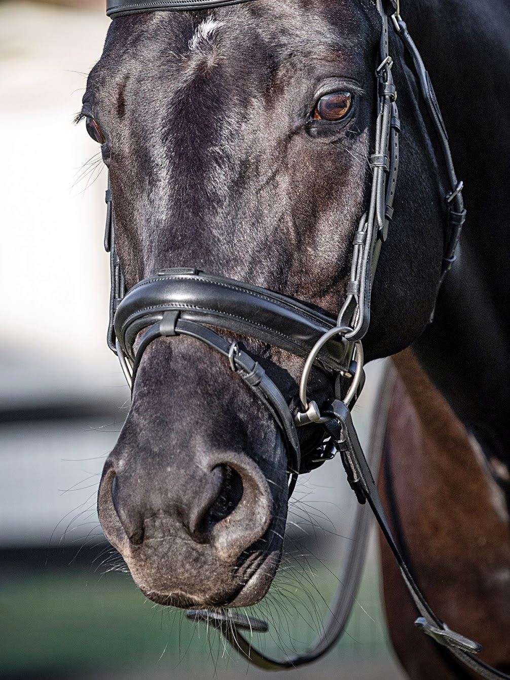 The Convex Noseband by Equiline. With ultimate padding that is carried through the entire circumference of the Noseband, even under the buckle. This noseband offers maximum comfort for your horse and has a removable flash strap attached. Finished in black leather.