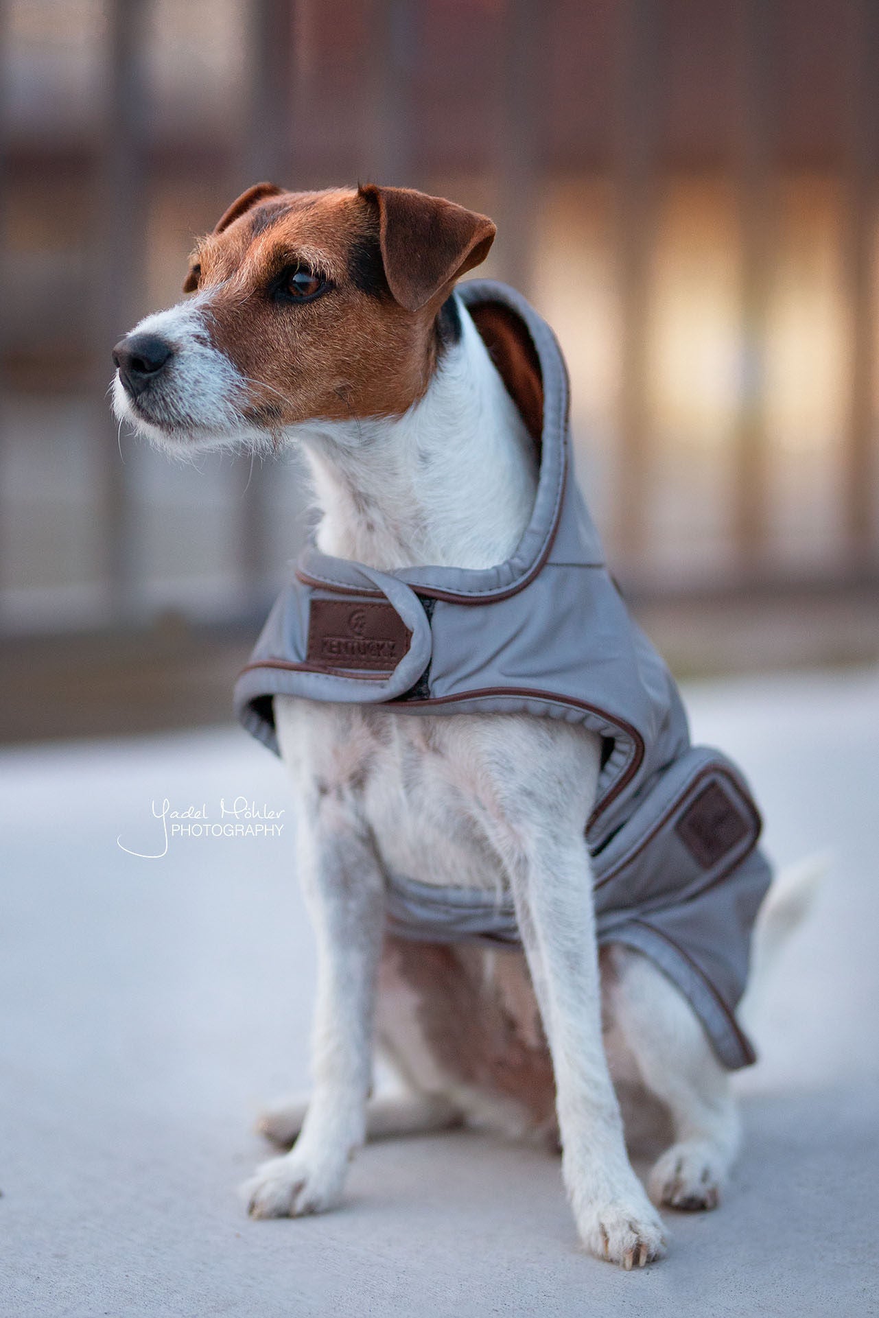 The Kentucky reflective dog coat. This coat is highly reflective and water repellant, sure to keep your dog safe and dry through the winter.    You can fold the hood up or down for more protection if required. Underneath the hood is a hole for the dog lead. Fastened with two wide Velcro straps round the chest and under the stomach. 