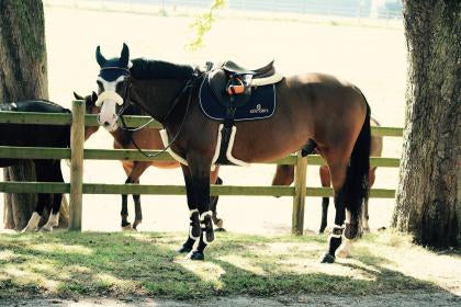 Kentucky stud girth has a wide protective plate The Kentucky Horsewear Sheepskin StudGirth is anatomically shaped offering comfort and safety when jumping while limiting the risk of injuries caused by horseshoes or studs