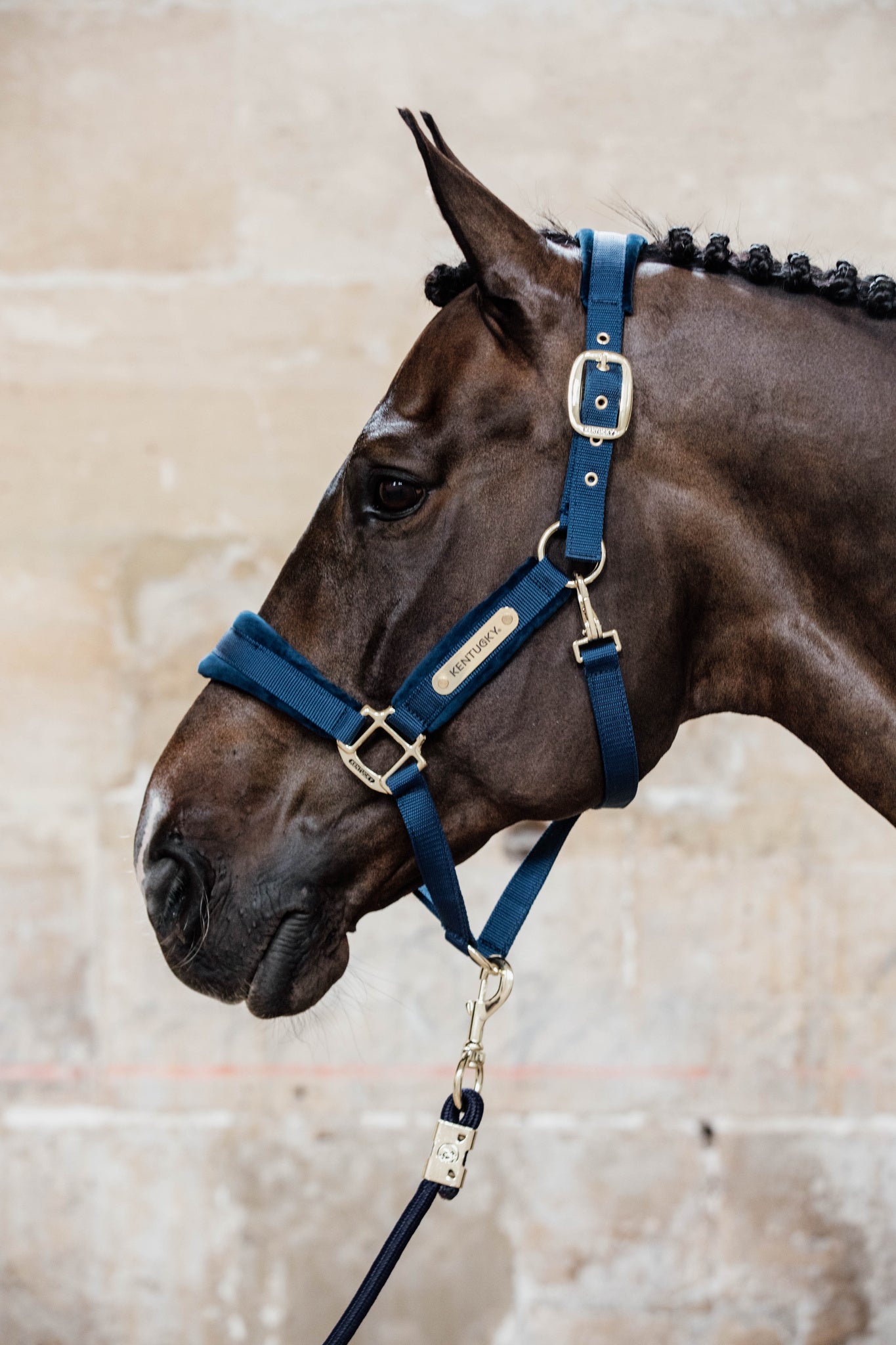 Strong nylon head collar with velvet detailing and a gold plate that can be personalised.
