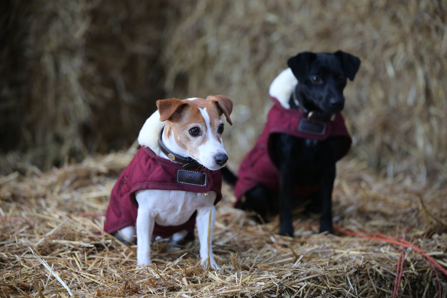 The Kentucky outstanding Dog Coat was made to match the new line of horse rugs. It has a filling of 160gand features an artificial rabbit skin lining for extra comfort which creates tiny air pockets that trap and retain the body heat of the dog. The soft lining also polishes the dog’s hairs and the artificial sheepskin on the neck offers comfort and warmth.