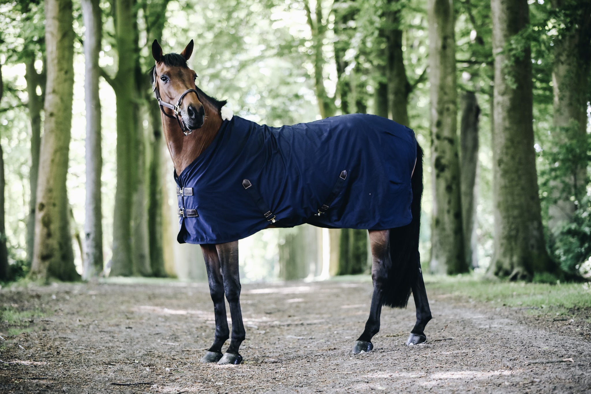 The Kentucky cotton sheet is perfect as the weather gets warmer.    The Cotton Sheet is a practical lightweight luxury horse rug that will keep your horse comfortable during the summer months.  Fitted with Kentucky’s soft artificial sheepskin which is added to the wither only which provides extra comfort and protection for your horse.