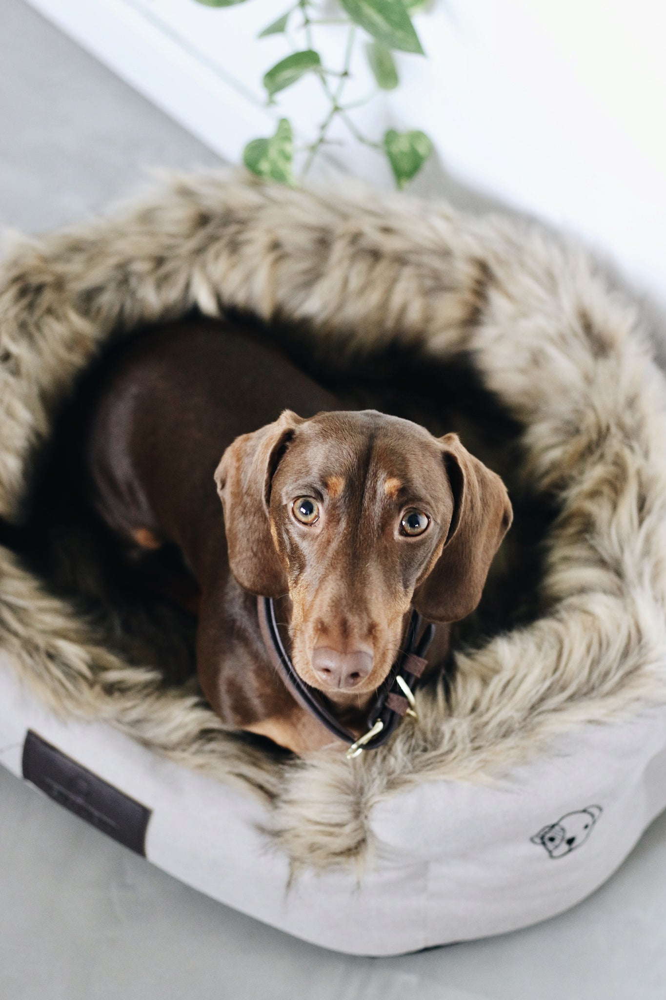 The Kentucky Dog Bed Cave will make your dog feel very cozy and spoiled. Made of comfortable and super soft racoon faux fur on the inside, this bed will ensure your dog feels snug when curling up for a snooze. 