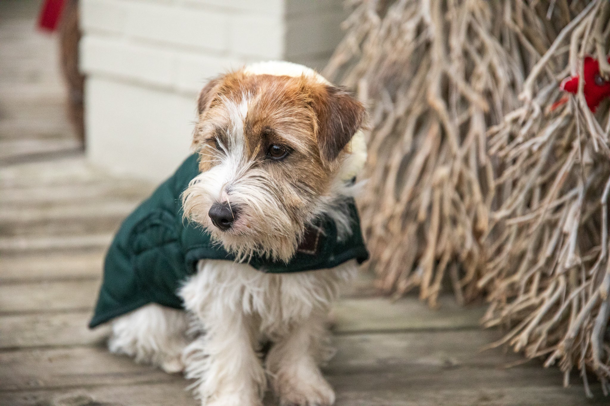 The Kentucky outstanding Dog Coat was made to match the new line of horse rugs. It has a filling of 160gand features an artificial rabbit skin lining for extra comfort which creates tiny air pockets that trap and retain the body heat of the dog. The soft lining also polishes the dog’s hairs and the artificial sheepskin on the neck offers comfort and warmth.