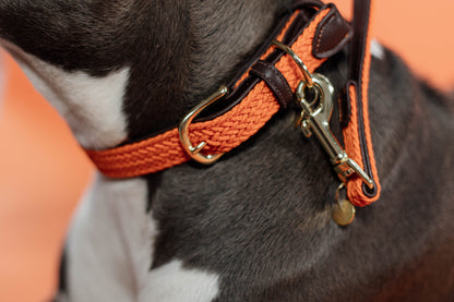 Kentucky Plaited  Nylon Dog Collar