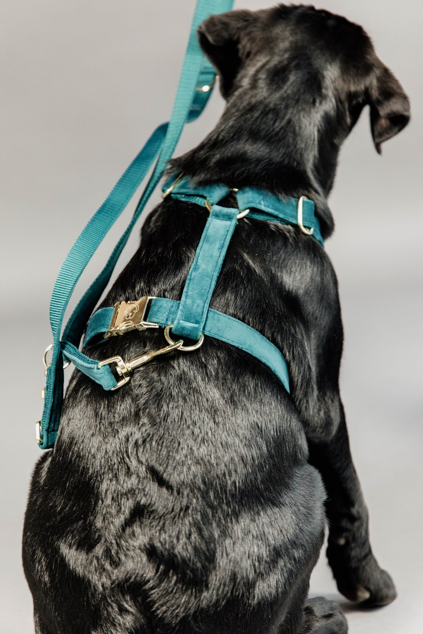 Kentucky Velvet Emerald Dog Harness