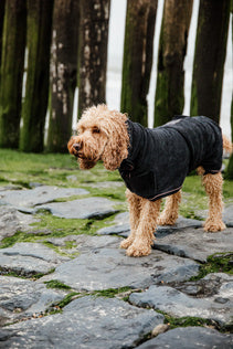 The Kentucky Dog Coat Towel comes very handy to dry your dog after a bath or a rainy walk. The dog cot is made of 100% microfiber polyester which helps absorb humidity faster. This coat features three hook and loop closures for the neck, belly, and front. 