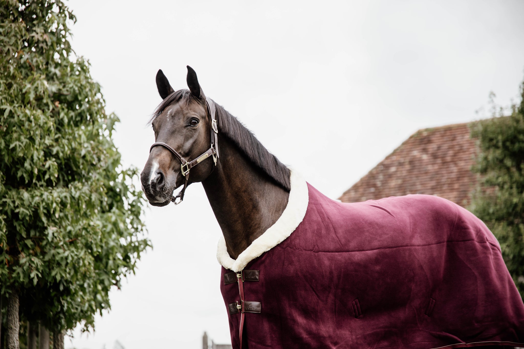Kentucky Fleece Show Rug Heavy – Bordeaux  The Heavyweight Fleece Show Rug in Bordeaux is NEW for 2020. With all the same characteristics of the original Heavyweight Fleece Show Rug, the Bordeaux will be sort after this year. With the look and hand feel of the authentic wool rug, without all the inconveniences that a wool rug can have.